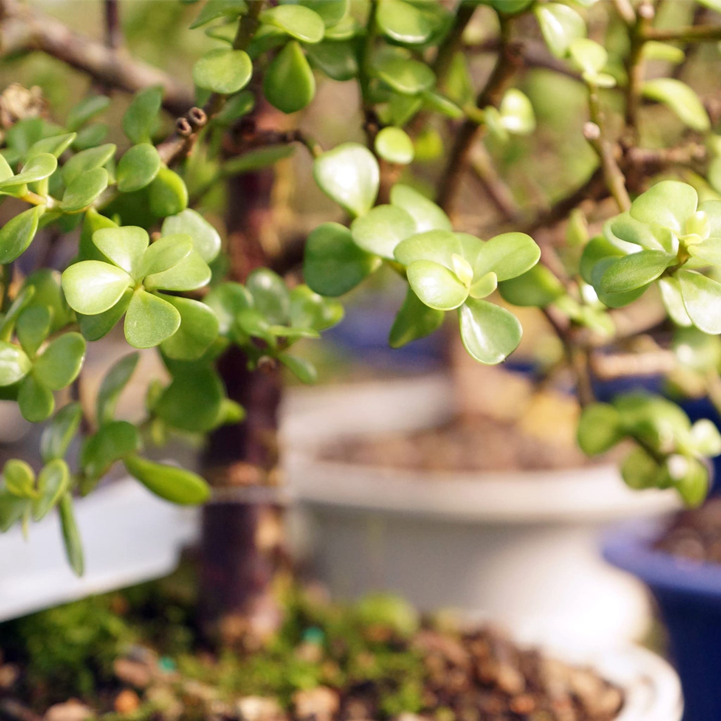 Brussel's Bonsai - Live Dwarf Jade Bonsai Tree with Ceramic Bonsai Pot & Humidity Tray, Indoor Bonsai Plant, 6 Years Old, 10-14 Inches Tall, Easy Care Houseplant for Home or Office (Large)