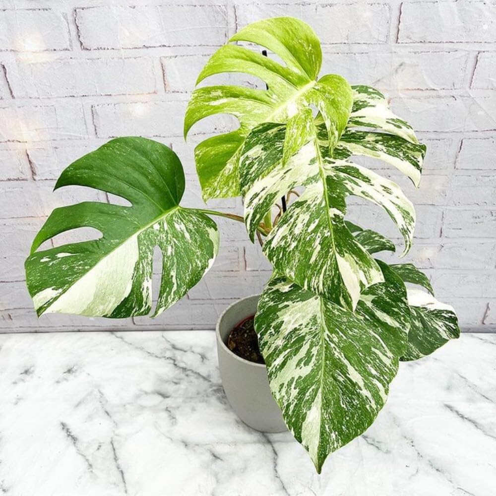 Philodendron Plant Live, Rare Tropical Variegated Live Indoor Houseplant, Starter Plants No Pot, 5-9" in Tall (Monstera Thai Constellation)