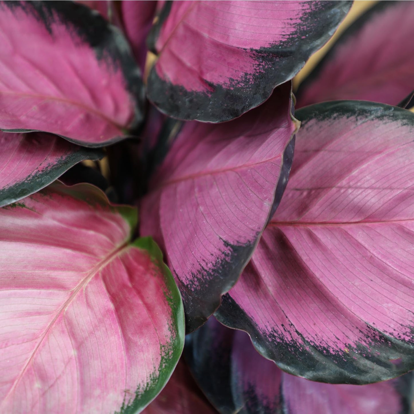 Purple Prayer Plant (Calathea Roseopicta) in 6" Grower Pot, Pet Friendly Houseplant, Live Prayer Plants & Decorative Air Purifying Indoor Houseplants by Plants for Pets