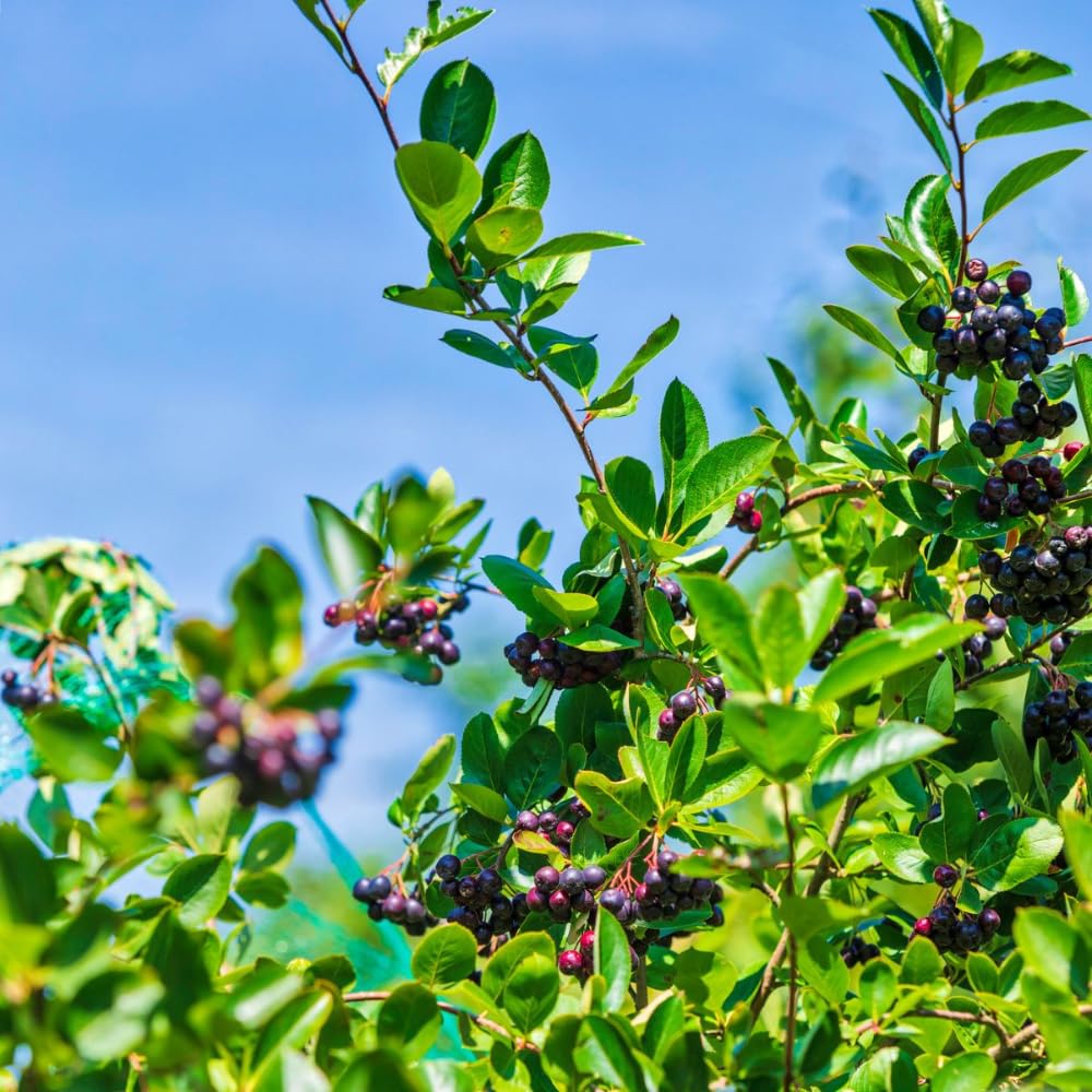 Black Chokeberry Plant Live for Planting 6-12 Inch Tall, Aronia Berry Plant Edible Berry