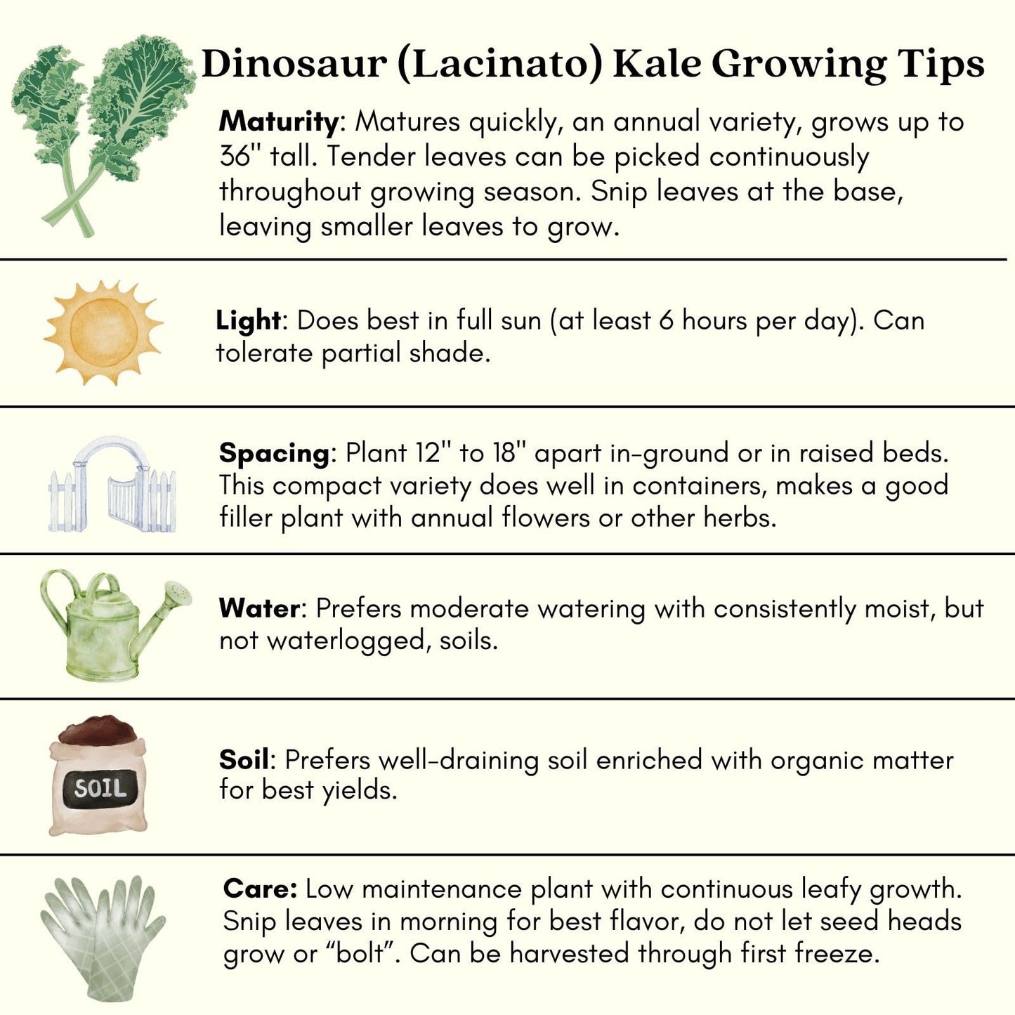 Clovers Garden Dinosaur Kale Plants - Two (2) Live Plants – Non-GMO - Not Seeds - Each 4" to 8" Tall – in 4" Inch Pots - Heirloom, Frost Tolerant