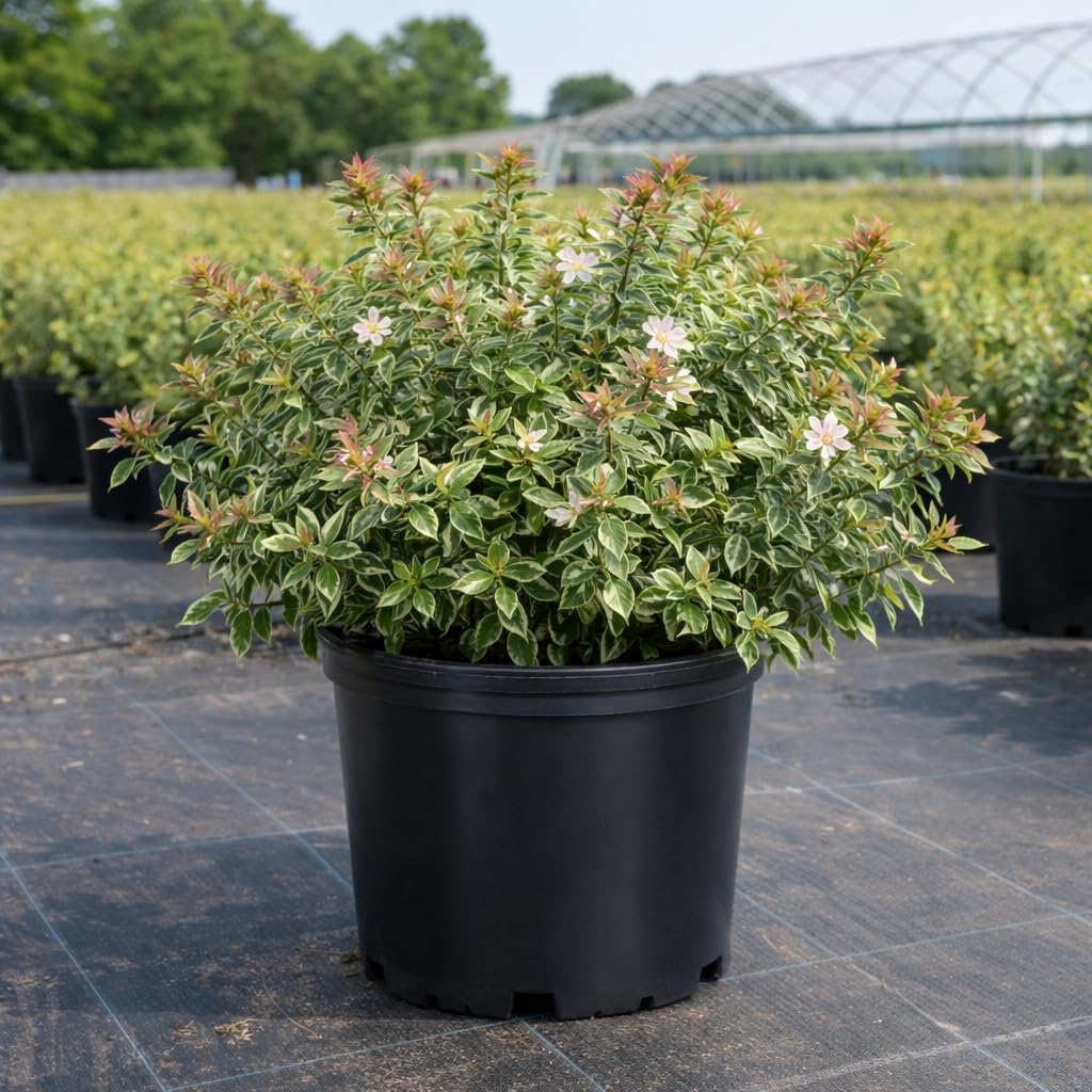 Radiance Abelia 3-Gallon