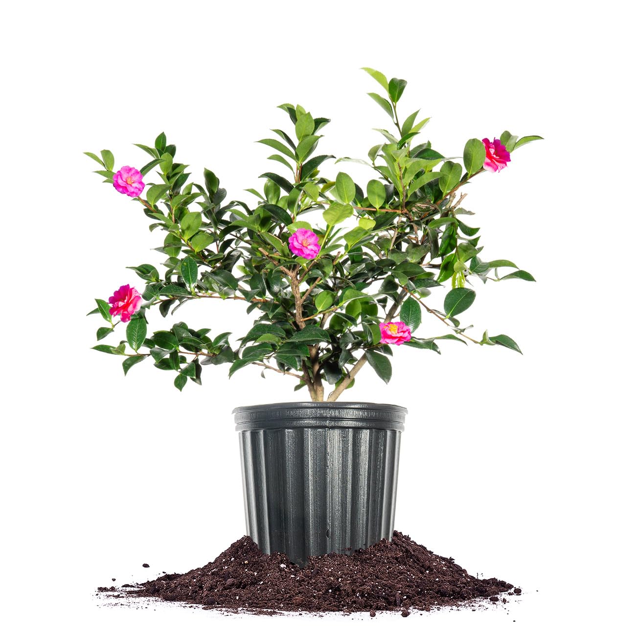 PERFECT PLANTS Shi Shi Camellia Shrub 1 Gal. Pot | Camellia sasanqua 'Shishi Gashira' | Pink Flowering Plant | Small Outdoor Tree | Spring Blooming Flowers