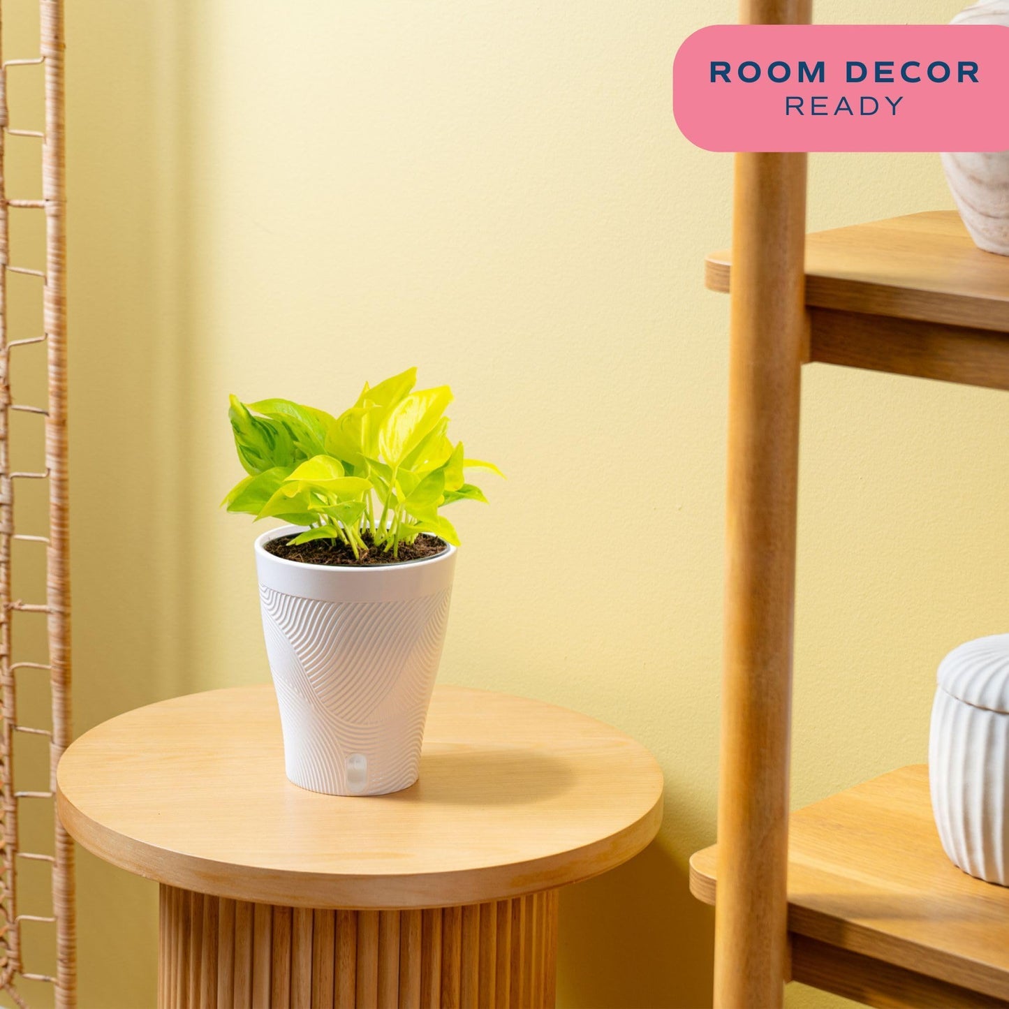 Costa Farms Champs Élysées Pothos Live Plant in Self Watering Pot, Indoor Houseplant, Trailing Vining, Perfect for Home, Room, or Office Decor, Great House Warming or Birthday Gift, 12-14 Inches Tall