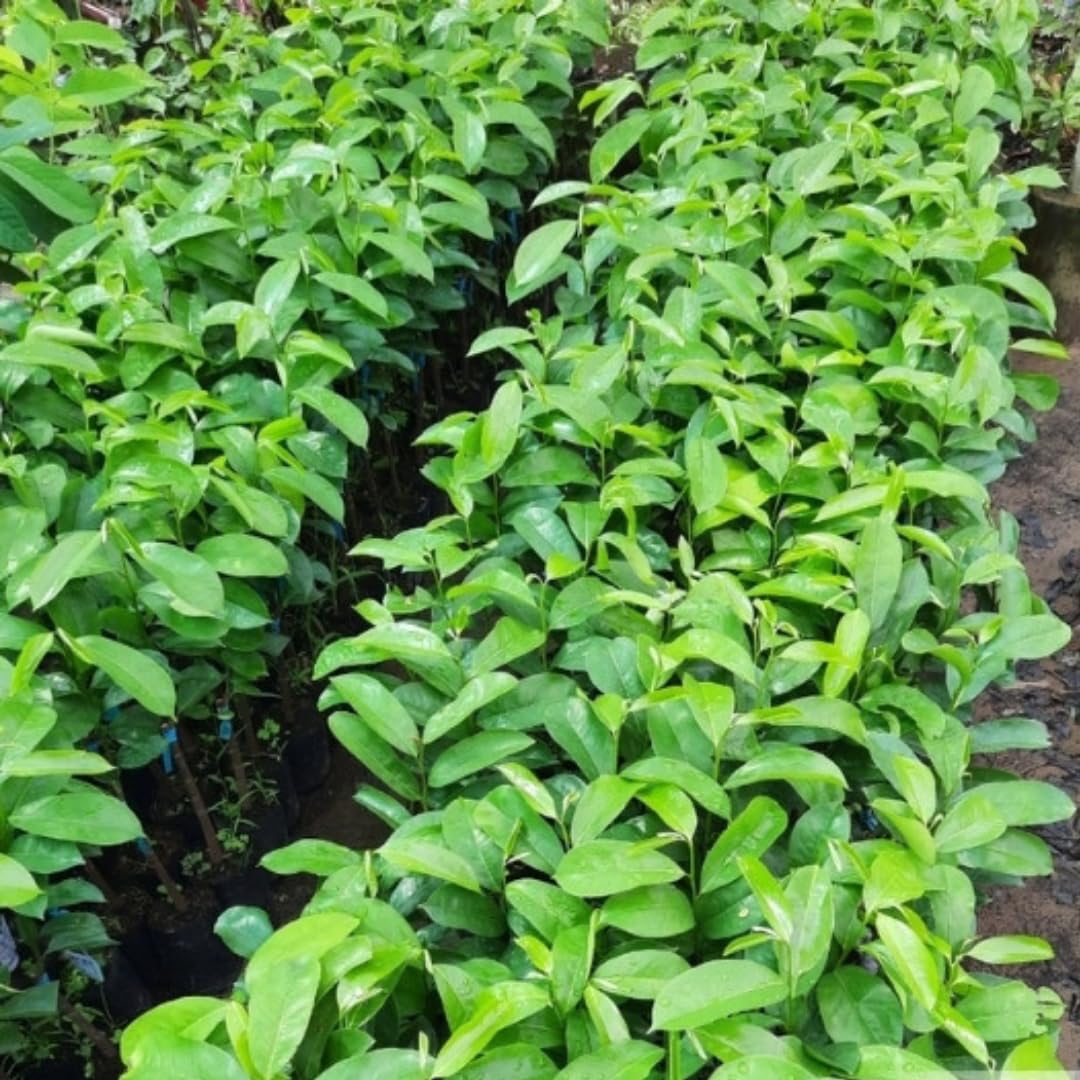 Soursop Plant Live for Planting, Annona Muricata Sweet Soursop Tree Live Plant 5-9 Inches Tall, Giant Soursop Guanabana Seedling, No Pot