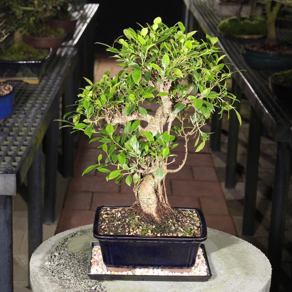 Brussel's Bonsai - Live Golden Gate Ficus Bonsai Tree with Ceramic Bonsai Pot & Humidity Tray, Indoor Bonsai Plant, 4 Years Old, 5-8 Inches Tall, Easy Care Houseplant for Home or Office (Small, Green)