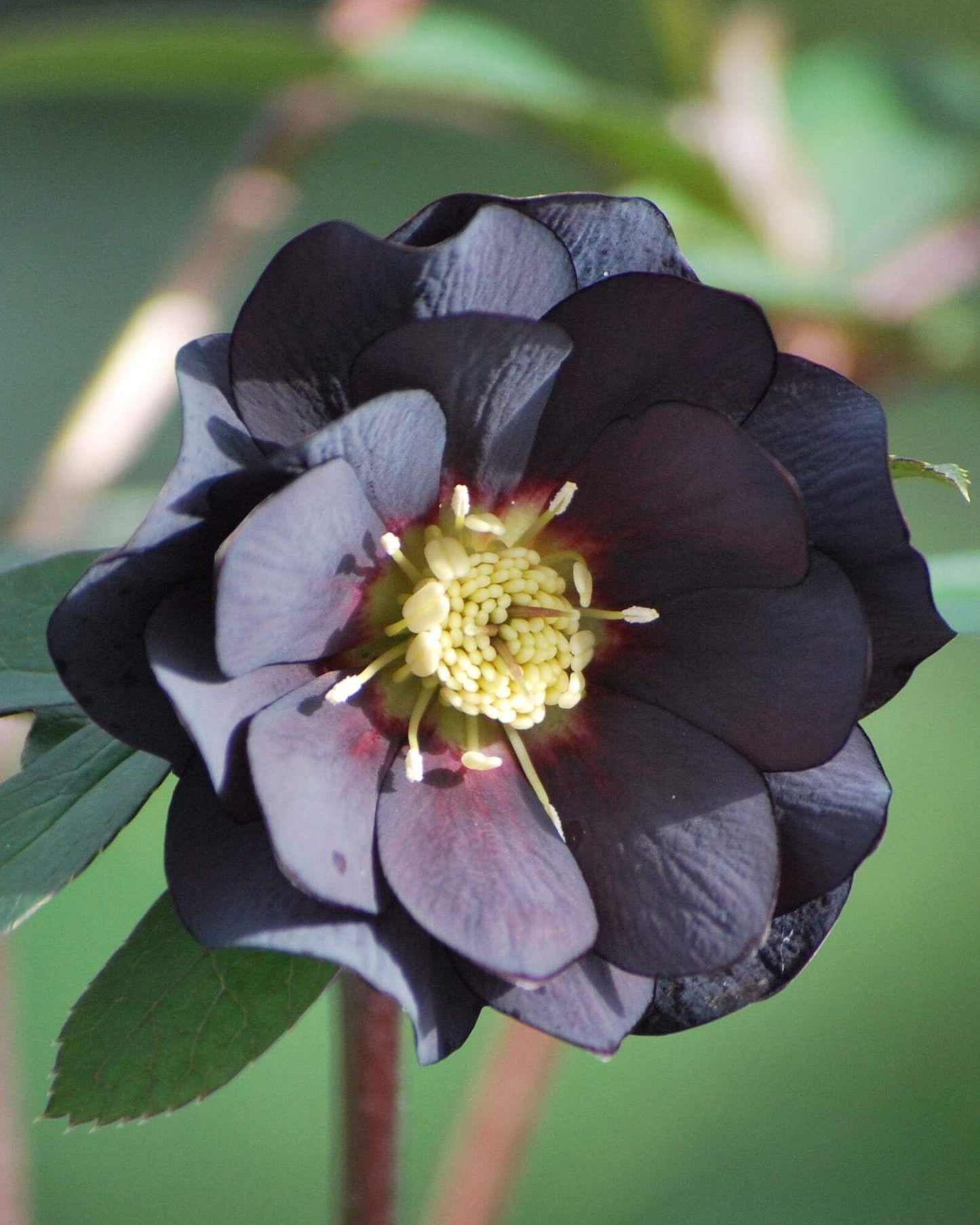 Perennial Farm Marketplace Helleborus x Winter Jewels 'Onyx Odyssey' (Lenten Rose) Perennial, 1 Quart, Near Black Flowers