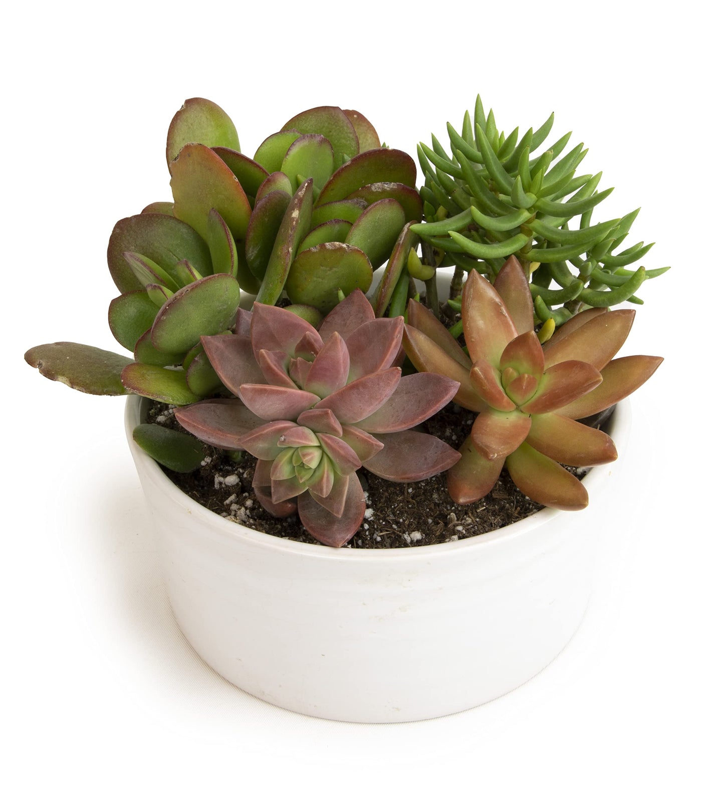 Succulents Plants Live in Garden Succulent Planters, Live Succulent Plants Live Plants in White Planter, Live Succulents Unique Gardening Gifts for Plant Lovers, Succulent Gifts by Plants for Pets