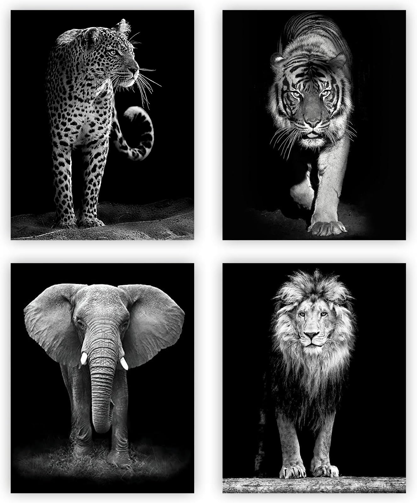 NIIORTY 4 Set-Black and White African Wild Animal Photo Wall Art,Tiger,Lion,Elephant, Leopard Picture Canvas Wall Poster Printing,Brave Inspirational For Bedroom Living Room Decor(8x10inch Unframed)