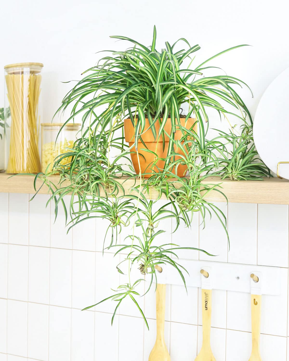 Bonnie Curly Spider Plant (8" Grower Pot) - Chlorpohytum Comosum - Grow, Easy to Care Houseplant - Live Healthy Houseplant for Home Office Decoration - Pet Friendly Indoor Plant