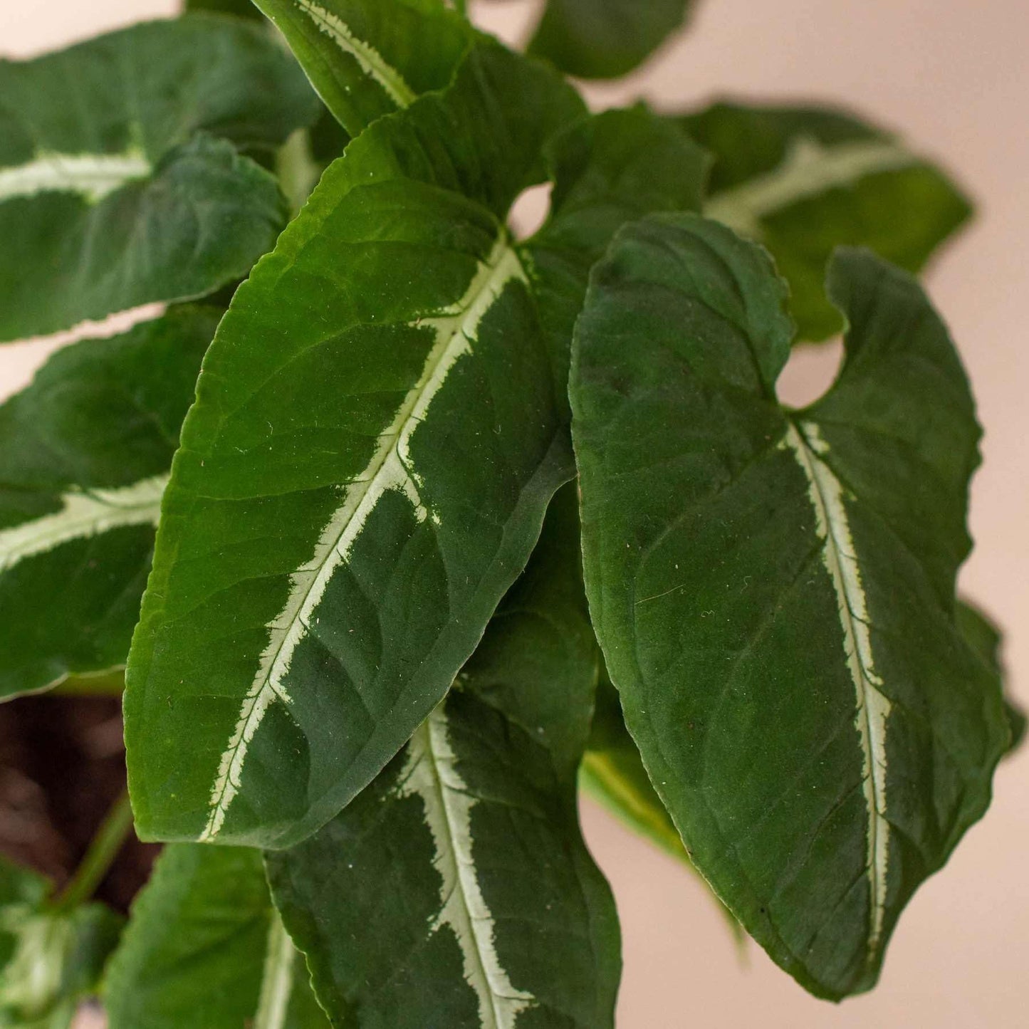 Syngonium wendlandii Black Velvet Live Plant for Indoor | Different Houseplants in 4'' & 6'' Pot | Real House Plant for Living Room, Office, Desk & Bathroom | Black Velvet
