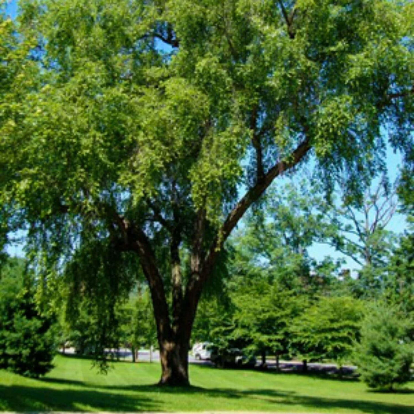 Live Plant - 3 River Birch Trees - 24-36" Tall Live Plants, Bareroot Seedlings - Betula nigra