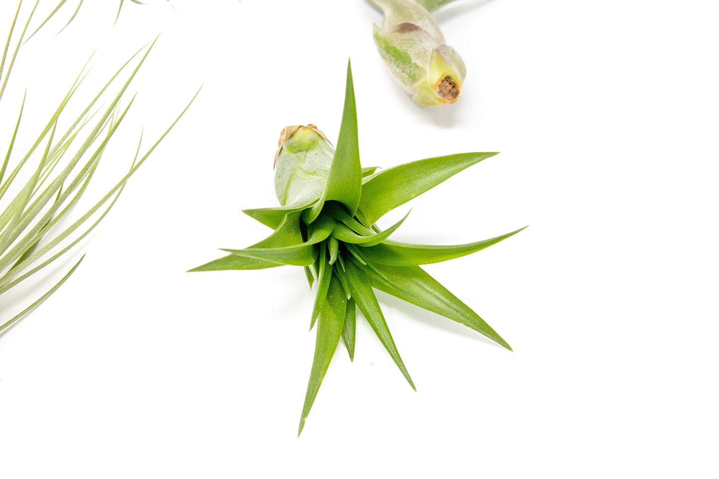 5 Pack of Classic Air Plants Variety - Live Succulent House Plants - Available in Wholesale and Bulk - Home and Garden Decor - Easy Care Indoor/Outdoor Air Plant
