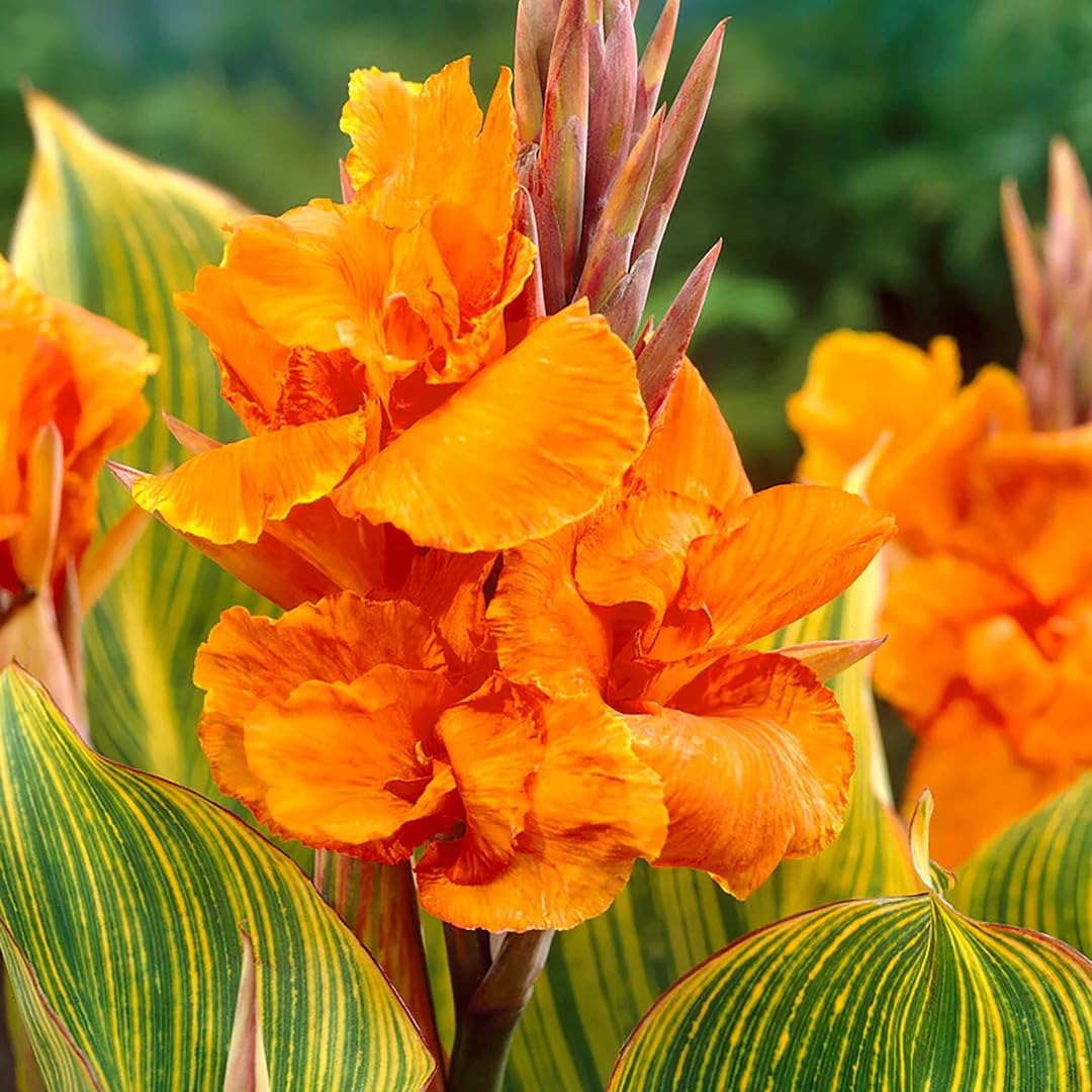 Votaniki Canna Giant Striata Rhizomes for Planting — Tropical Perennial Flowers for Summer Blooms | Easy to Grow, Perfect for Garden or Pots (3 Pack)