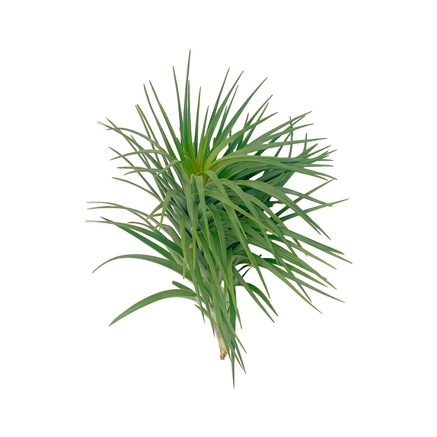 ragnaroc Air Plants - Flowering Tillandsia Pink Paske Large 5" - 3ct - Live Arrival Guaranteed - House Plants for Home Decor & Gift