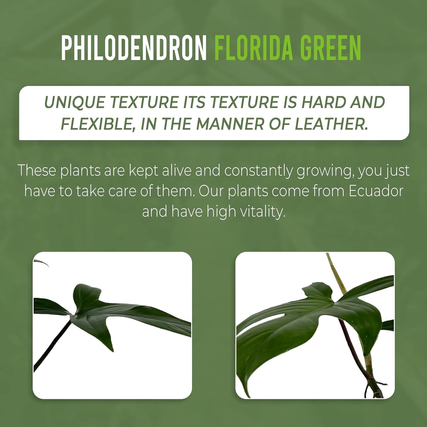 LEAL PLANTS ECUADOR Philodendron Florida Green (Pack of 2)| Exotic Low-Maintenance Houseplant | Perfect for Living Rooms & Indoors | Lush Live Philodendron Plants | Florida Green Indoor Houseplant