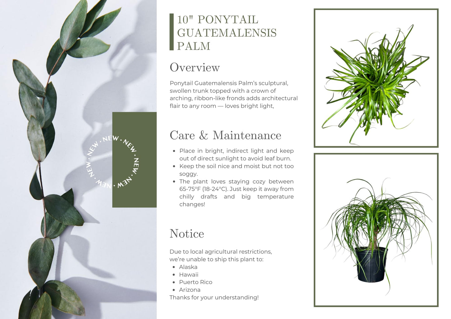 Andersen Farms Ponytail Palm ‘Elephant’s Foot’ – 10 Inches Grower Pot – Live Indoor/Outdoor Drought-Tolerant Plant – Air Purifying, Easy Care Houseplant for Home Décor