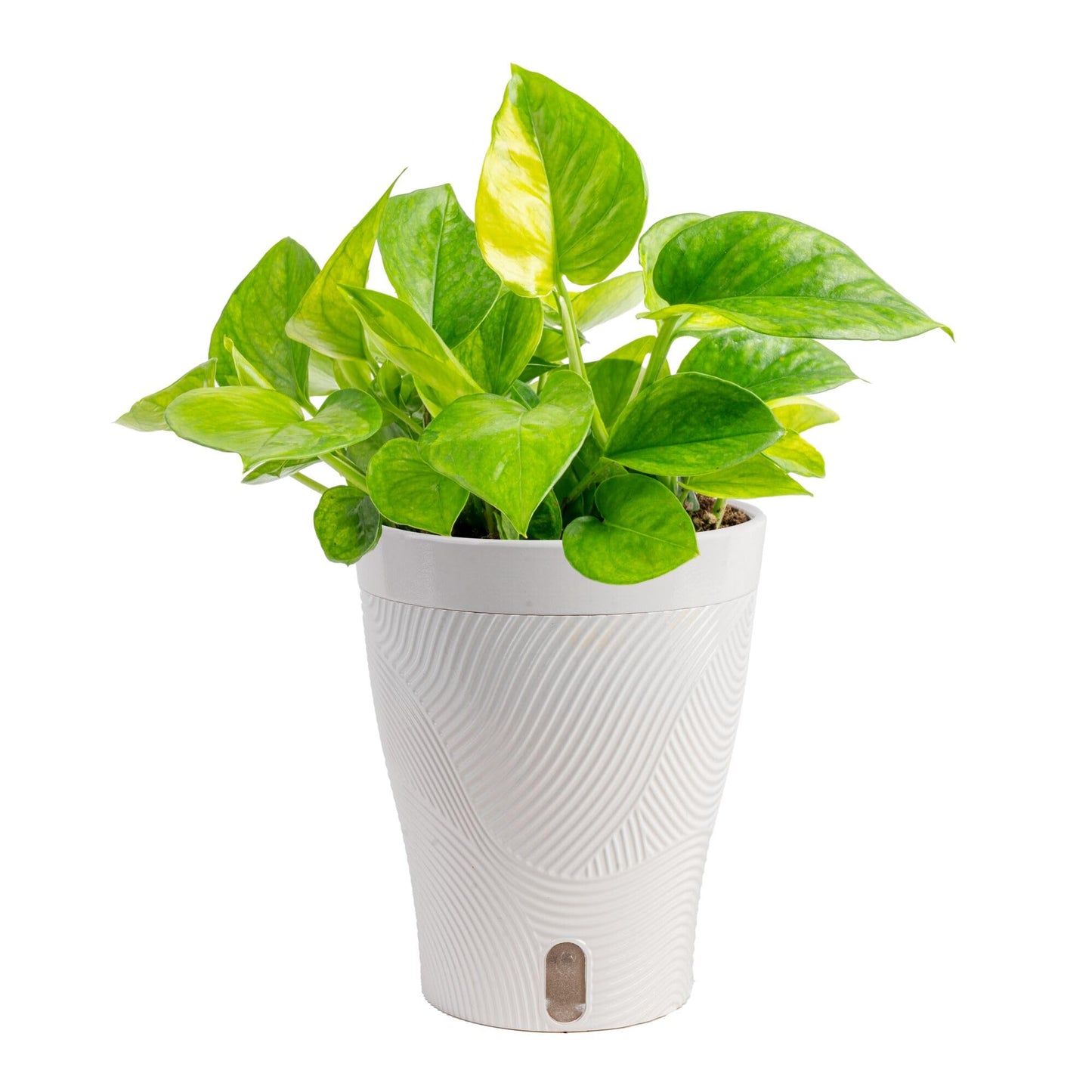 Costa Farms Lemon Top Pothos Live Plant in Self Watering Pot, Indoor Houseplant, Perfect for Home, Room, or Office Decor, Great House Warming or Birthday Gift, 10-12 Inches Tall