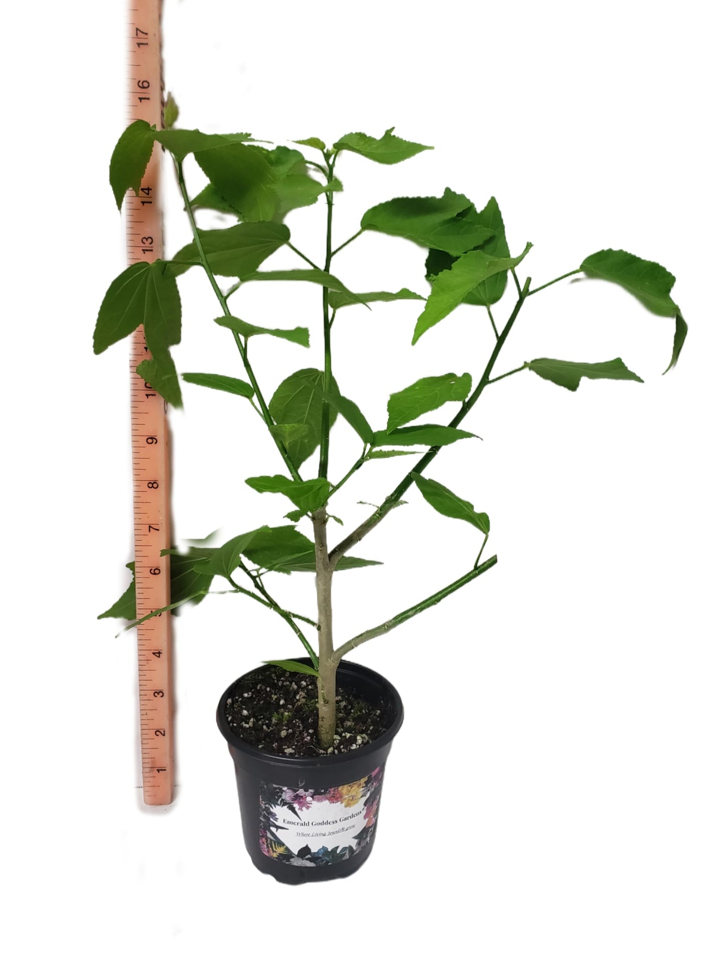 Turks Cap Heirloom Sleeping - Hibiscus Malvaviscus arboreus - Live Plant - Peach Pink Spiral Flower - Emerald Goddess Gardens Starter - Sz 4 Inch Pot