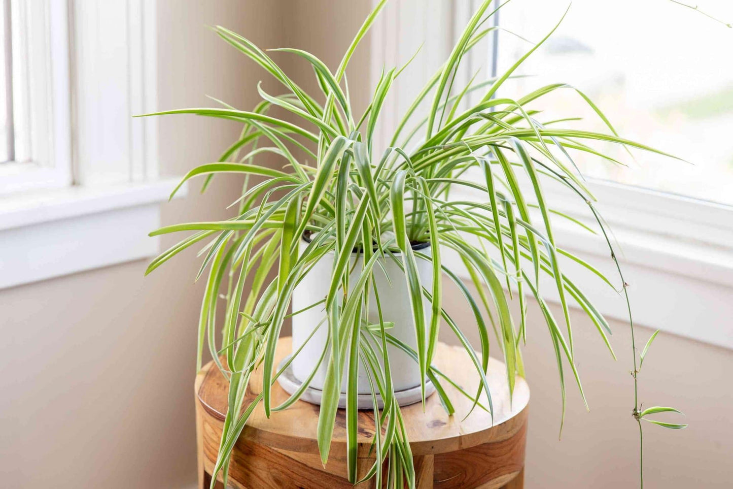 Enchanting Spider Plant - 3 Live Starter Plants in 2 Inch Pots - Chlorophytum Comosum - Nature's Green Symphony for Your Home