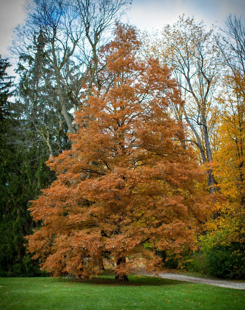 Live Plant - Bald Cypress Tree - 2-3 Foot Tall Live Plant - 24-36" Tall Seedling - Potted