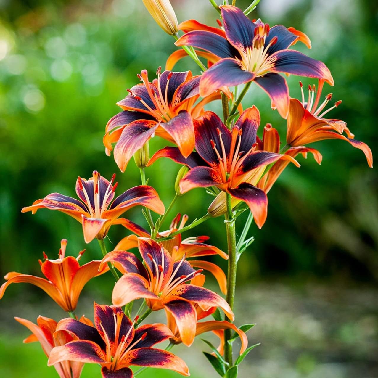 Votaniki Forever Susan Lily Bulbs for Planting - Perennial Long Blooming Lily for Garden Beds, Borders, and Containers | Fast Growing - Low Maninatnace & Easy to Grow (2 Pack)
