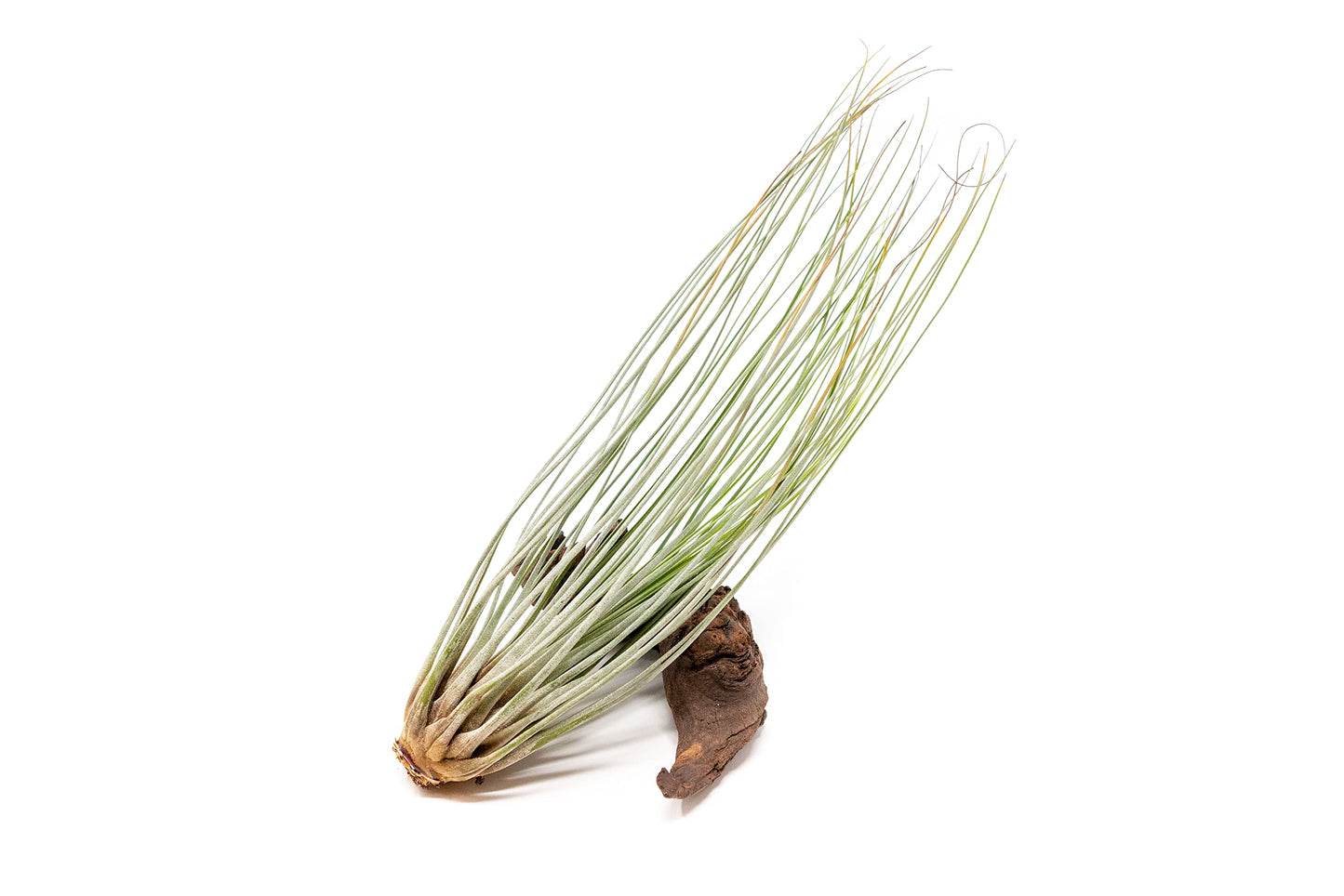 Large Juncea Air Plants 8 to 10 Inches - Live Succulent House Plants - Available in Wholesale and Bulk - Home and Garden Decor - Easy Care Indoor & Outdoor Air Plant (Pack of 1)