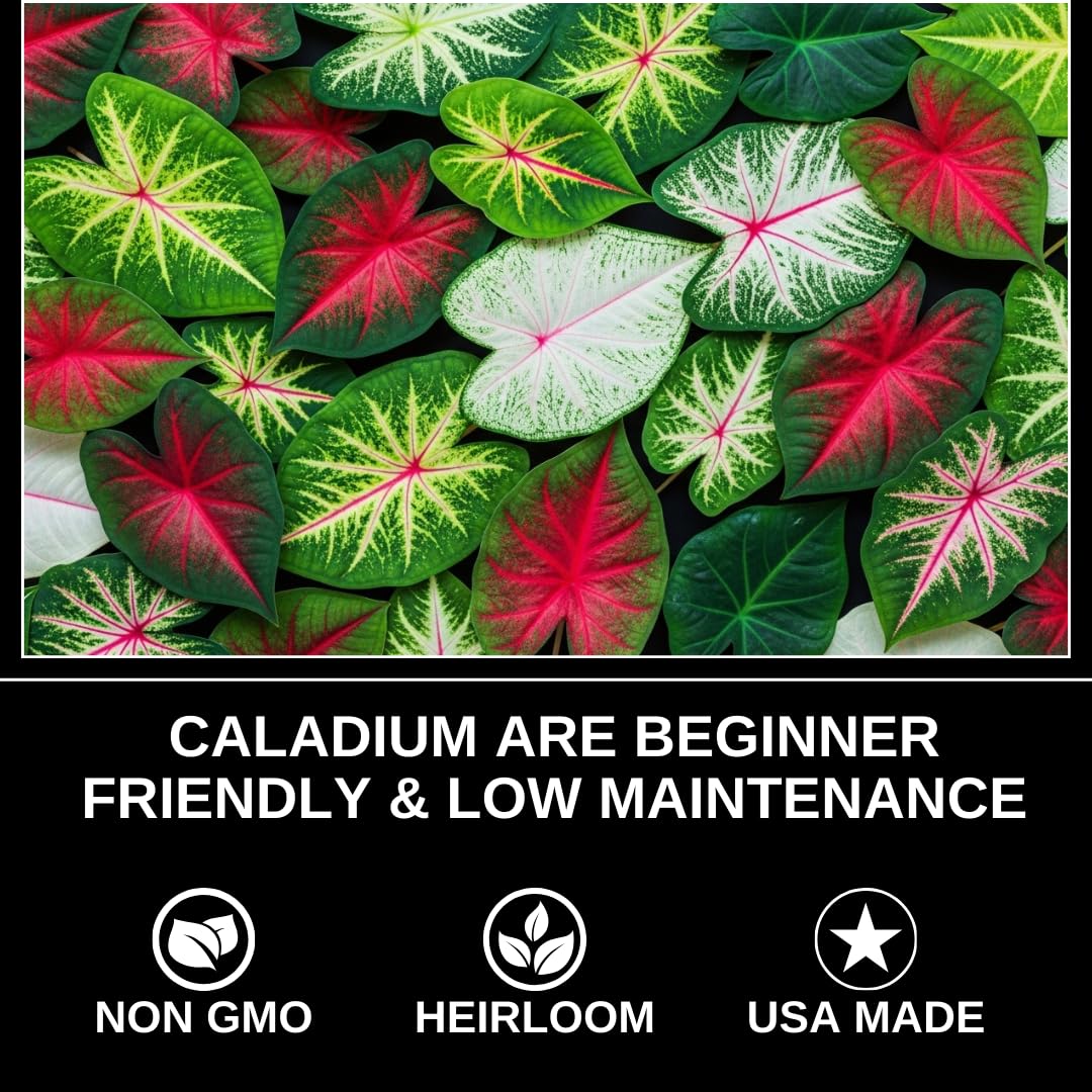 4 Chinook Caladium Bulbs for Planting – Red Pink Fancy-Leaf Caladium Shade Plants, Tropical Foliage Indoor or Outdoor Container Garden Houseplants, Easy-Grow Bulbs (4 Bulbs)