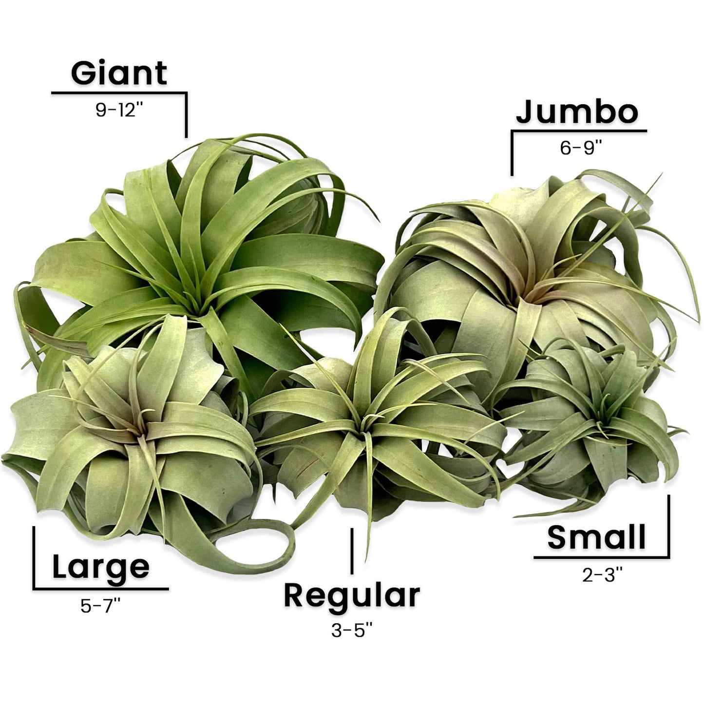 ragnaroc Live Air Plant - Tillandsia Xerographica, Jumbo 6-9” – 1 ct - Ideal for Gifts & Presents, Live Indoor Plants & Live House-Plants – Live Plants for Home décor