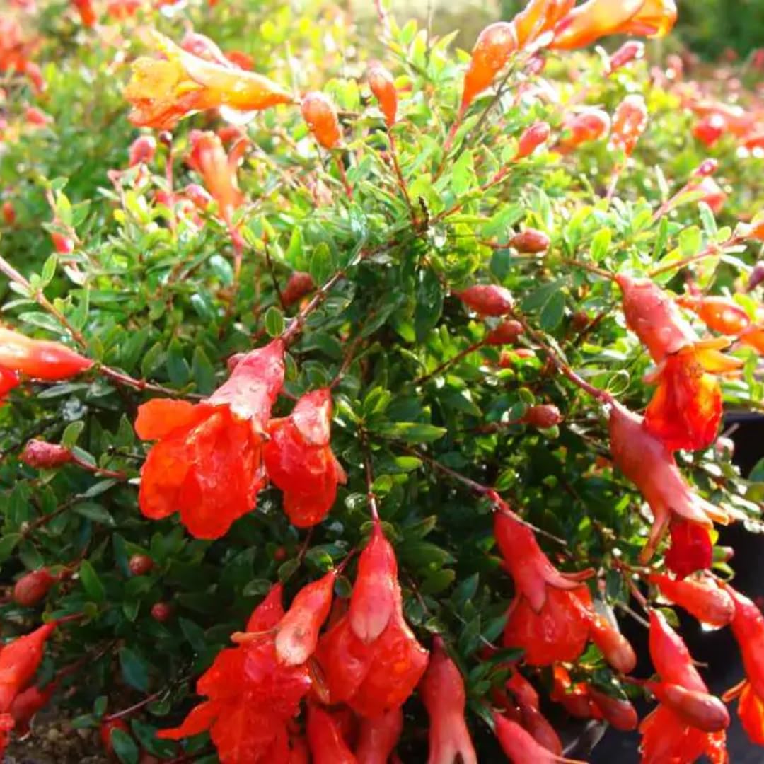 1 Year Old Pomegranate Tree Live Plant Seedlings in 4" Pot for Outdoor Growing, Cold Hardy, Zones 5-9