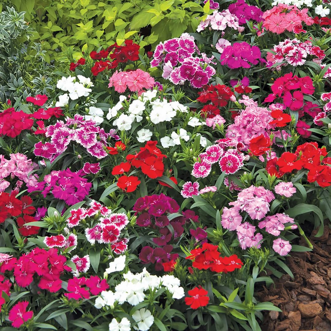 Random Color Dianthus Live Plant, Dianthus Carnation Perennial Plant Live, Very Fragrant Mixed Colors, Size 3-6 Inc in Pot