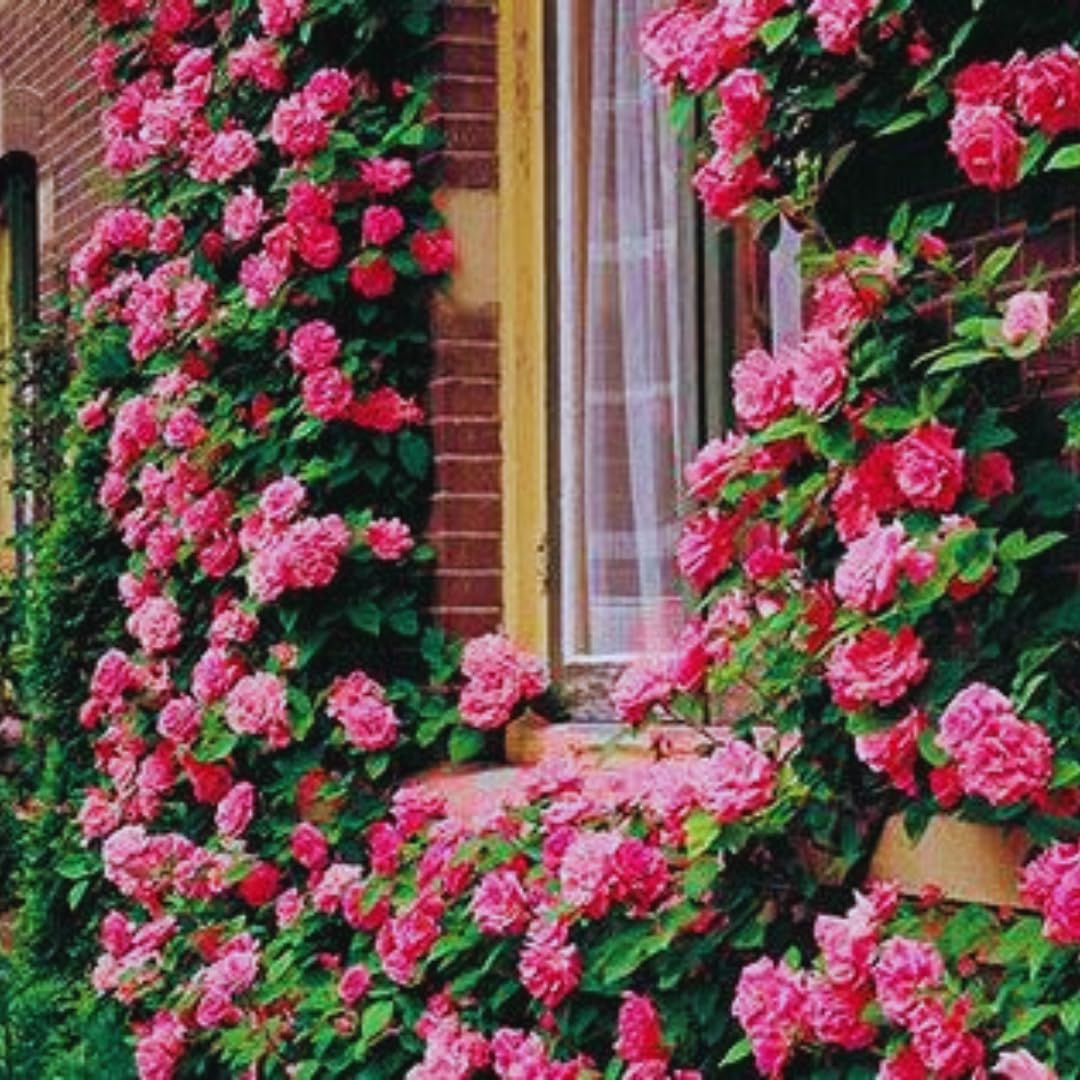 Pink Climbing Rose Live Plant, Can Grow As Rose Bushes Shrubs, Fragrant Ready to Plant, Starter Size, 5 to 10 Inc Tall, Dormant in Winter
