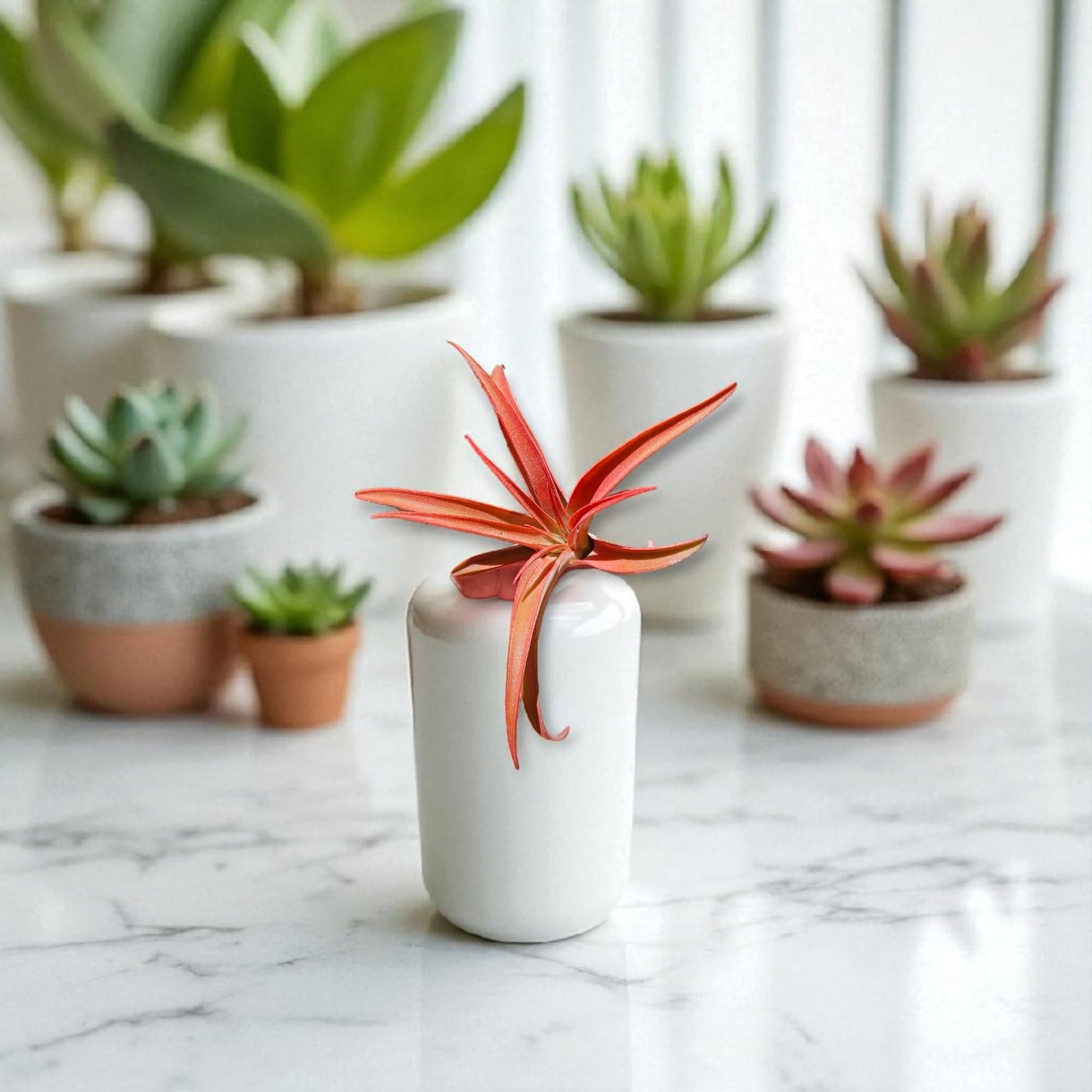 It Blooms Rainforest Grown Extra Large Capitata Peach Air Plant - Live Tillandsia - 5 to 10 inches - 30 Day Guarantee