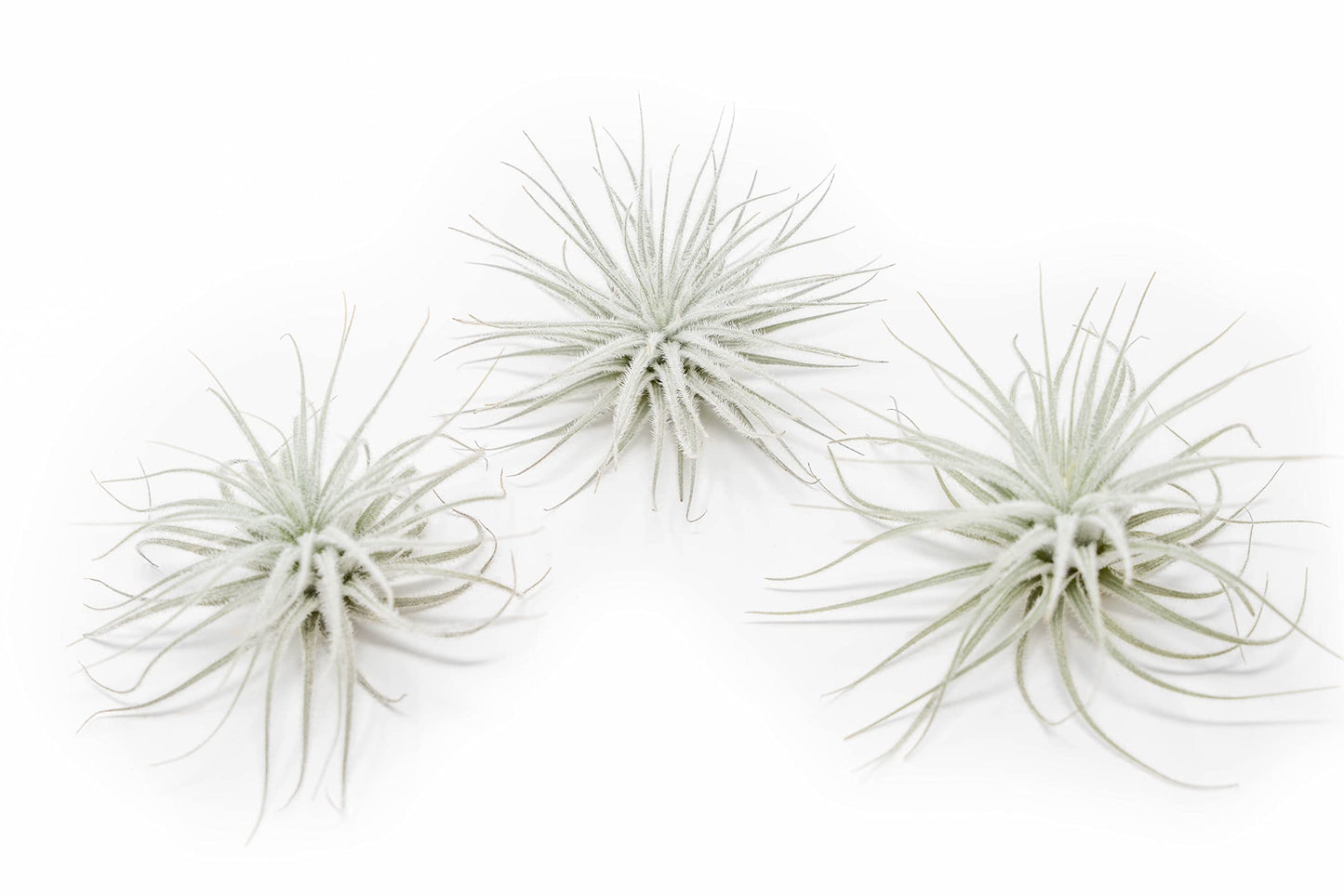 Large Tectorum Ecuador Air Plant - Live Tillandsia Succulent House Plants - Available in Wholesale and Bulk - Home and Garden Decor - Easy Care Indoor and Outdoor Plants (Large-1 PC)