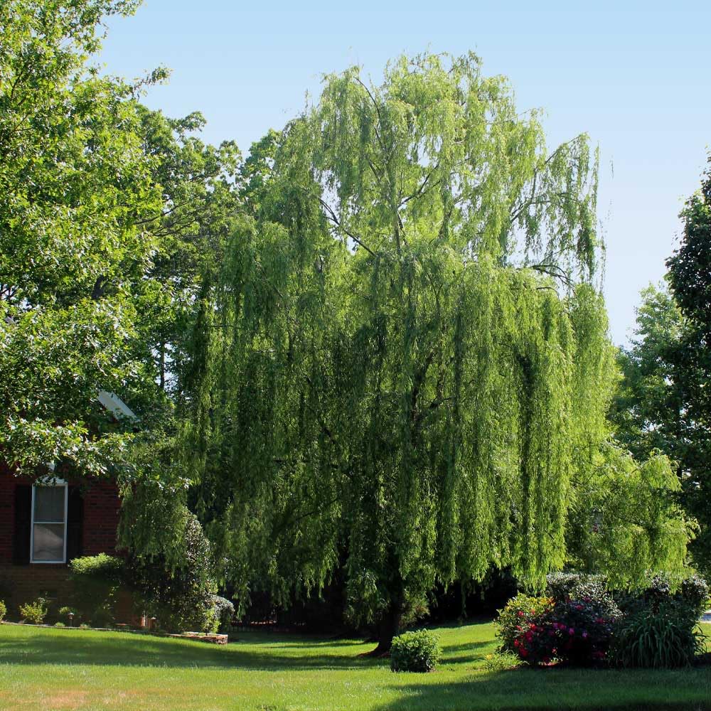 Brighter Blooms - Weeping Willow Tree, 4-5 ft. - No Shipping to AK, AZ, HI