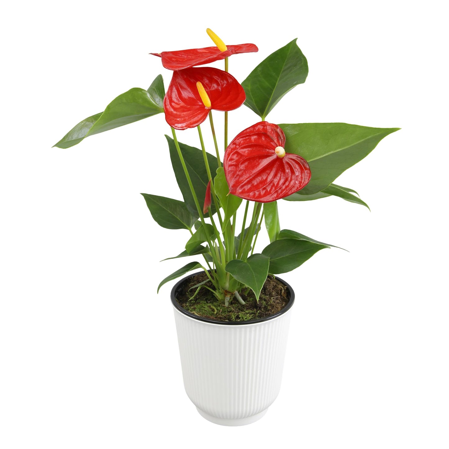 Altman Plants Red Anthurium Live Plant Decor in 4 Inch White Plastic Plant Pot, Easy to Grow Desk Plant, Easy Plant Gift, Decorative Indoor Plant, Live Anthuriums Live Plants Grown in Potting Soil Mix