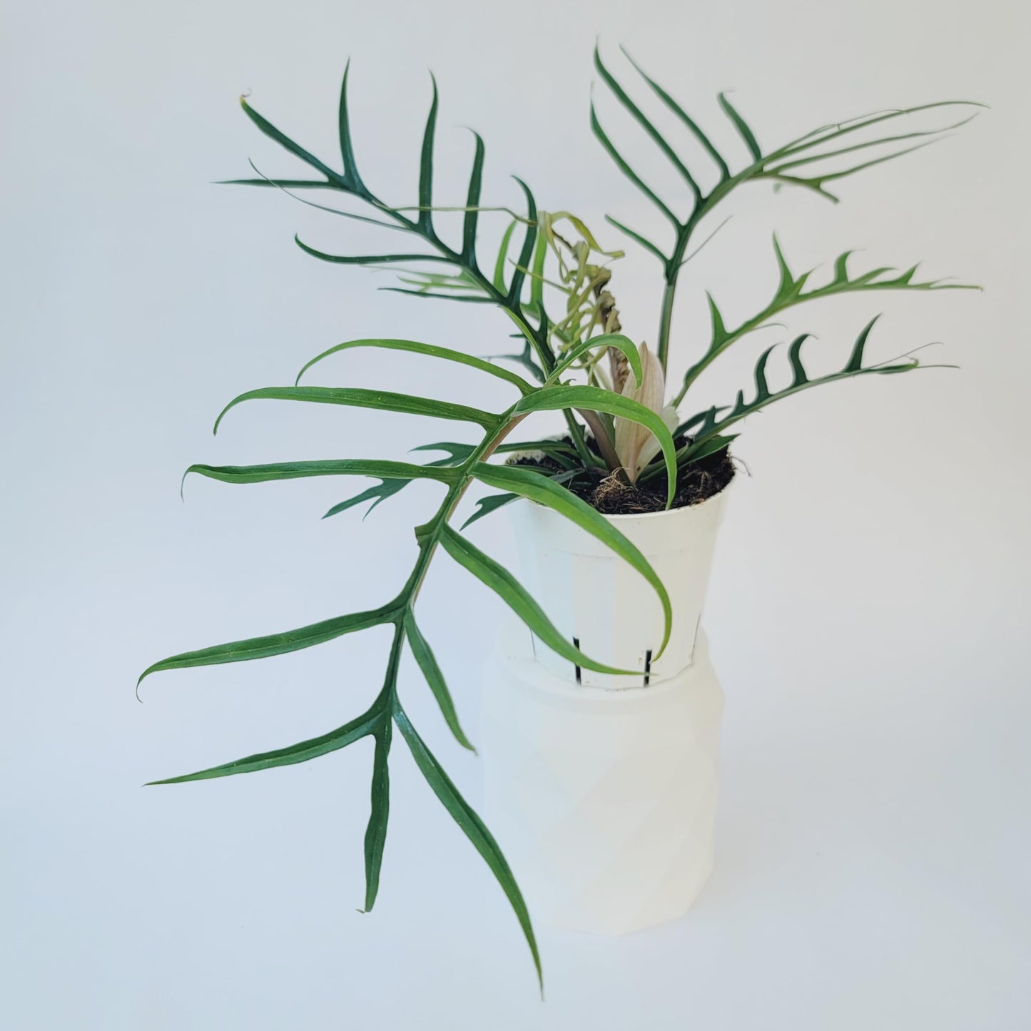 Philodendron Tortum Live Plant | Ships from CA | Available in Modern White Self-Watering Planter | Air Purifying & Pet-Friendly (4" Nursery Pot, Small Plant)