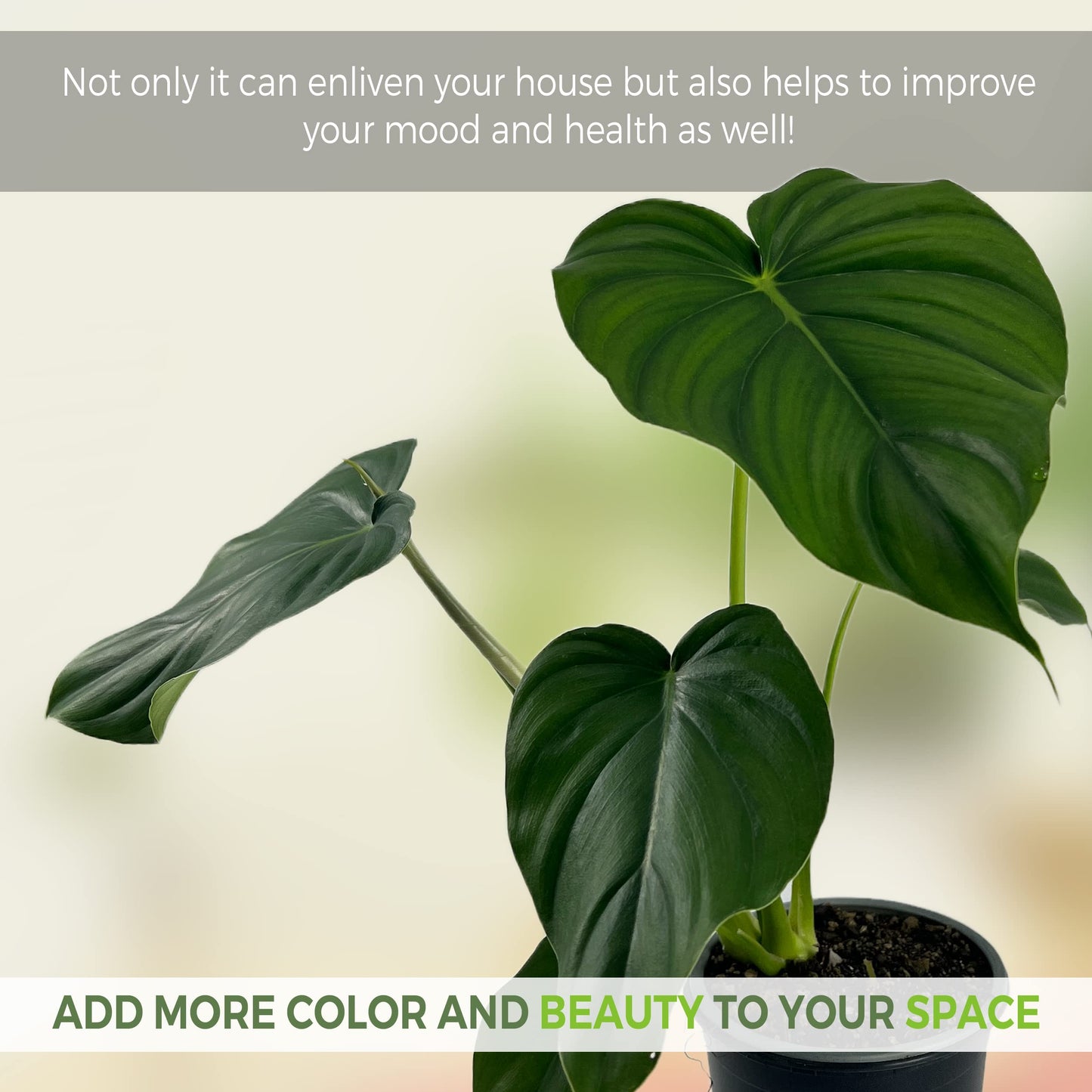 LEAL PLANTS ECUADOR Philodendron Pastazanum (Pack of 2)| Live Indoor Tropical Greenery |Air-Purifying Houseplants | Perfect for Home Decor, Unique Gift for Plant Lover