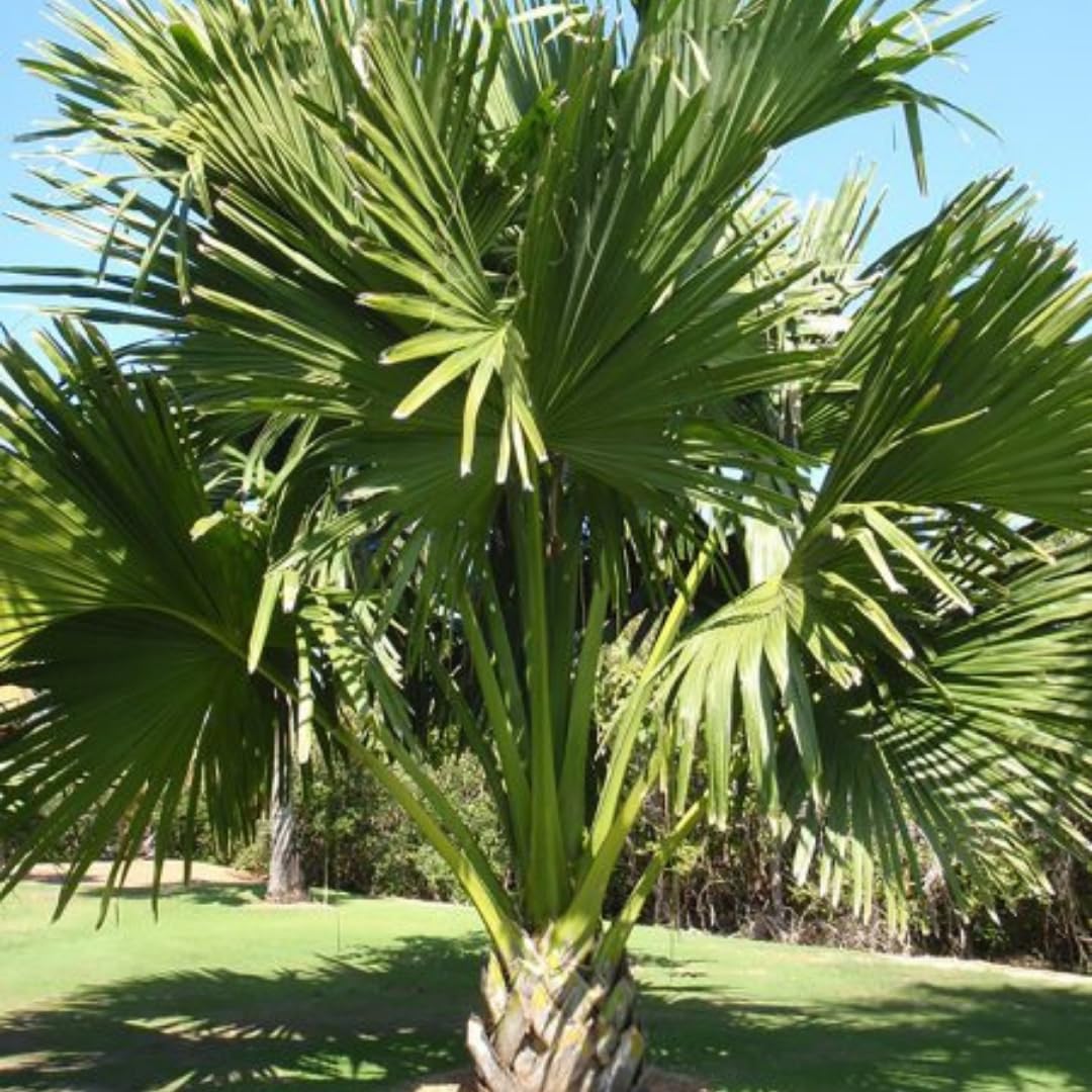 Palm Tree Plant, Live Tropical Palm Tree, Fully Rooted in 3 Gallon Pot, Ready for Outdoor Planting (Huge Green Leaves Palm)