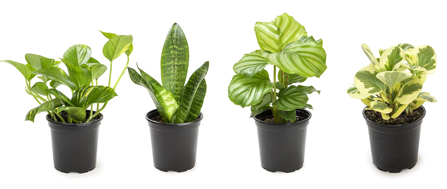 Money Tree Plant Indoor House Plants, Chinese Money Plant Decor, Bonsai Tree Feng & Essential Houseplant Collection (4PK) Live Plants Indoor Plants Live Houseplants in Plant Pots
