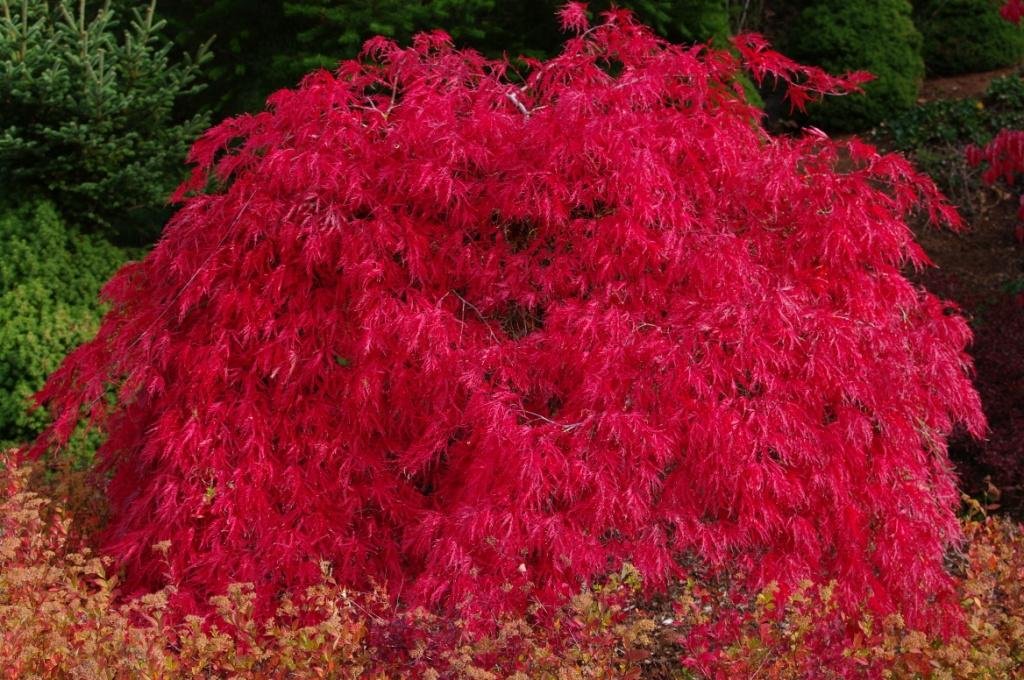 Scarlett Princess Japanese Maple Live Tree NOT Seeds - A New Red Variety - Acer palmatum 'Scarlet Princess' - 2 - Year Live Tree