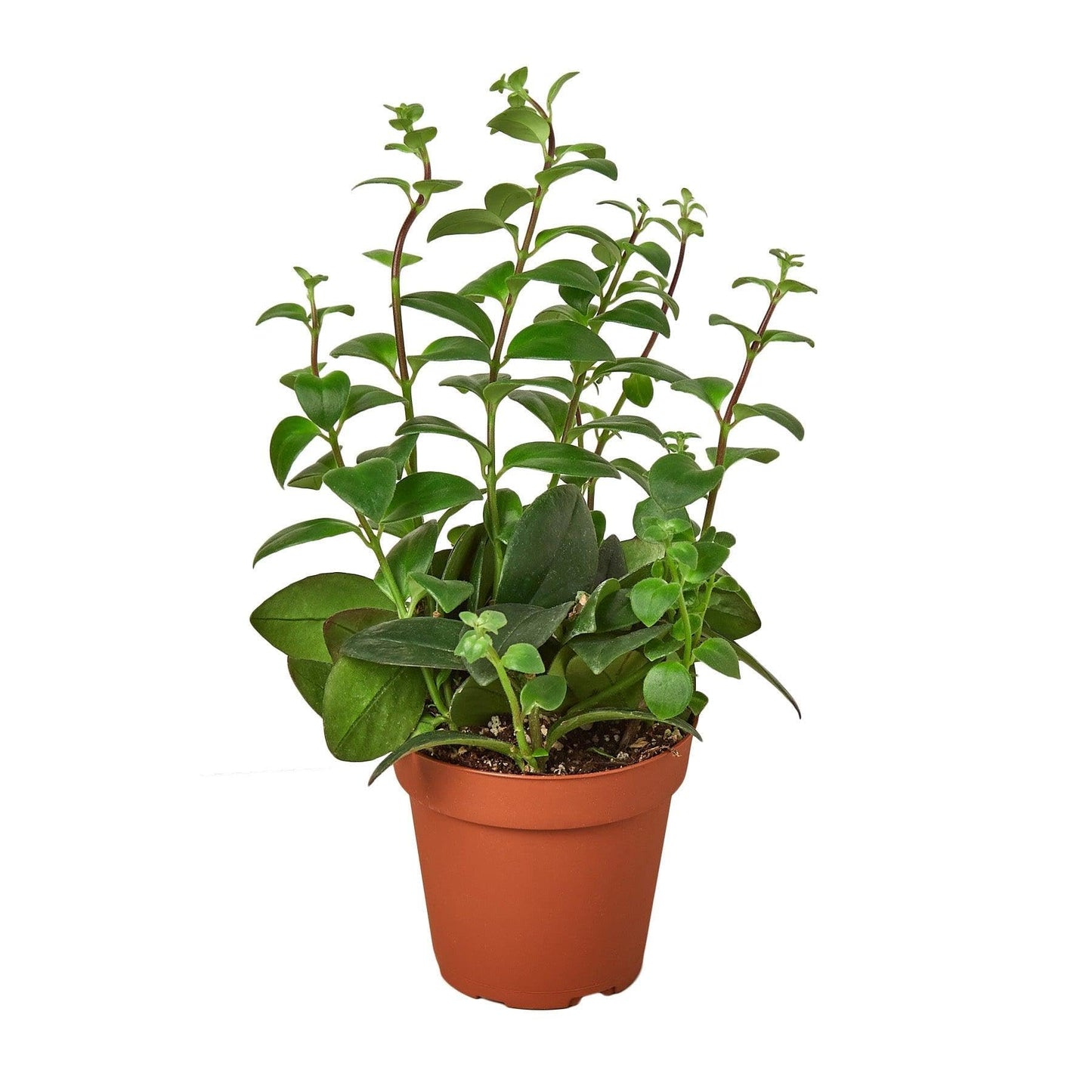 Lipstick Plant | Live Plant for Indoor & Outdoor | for Living Room, Office, Bathroom | (4" Pot)