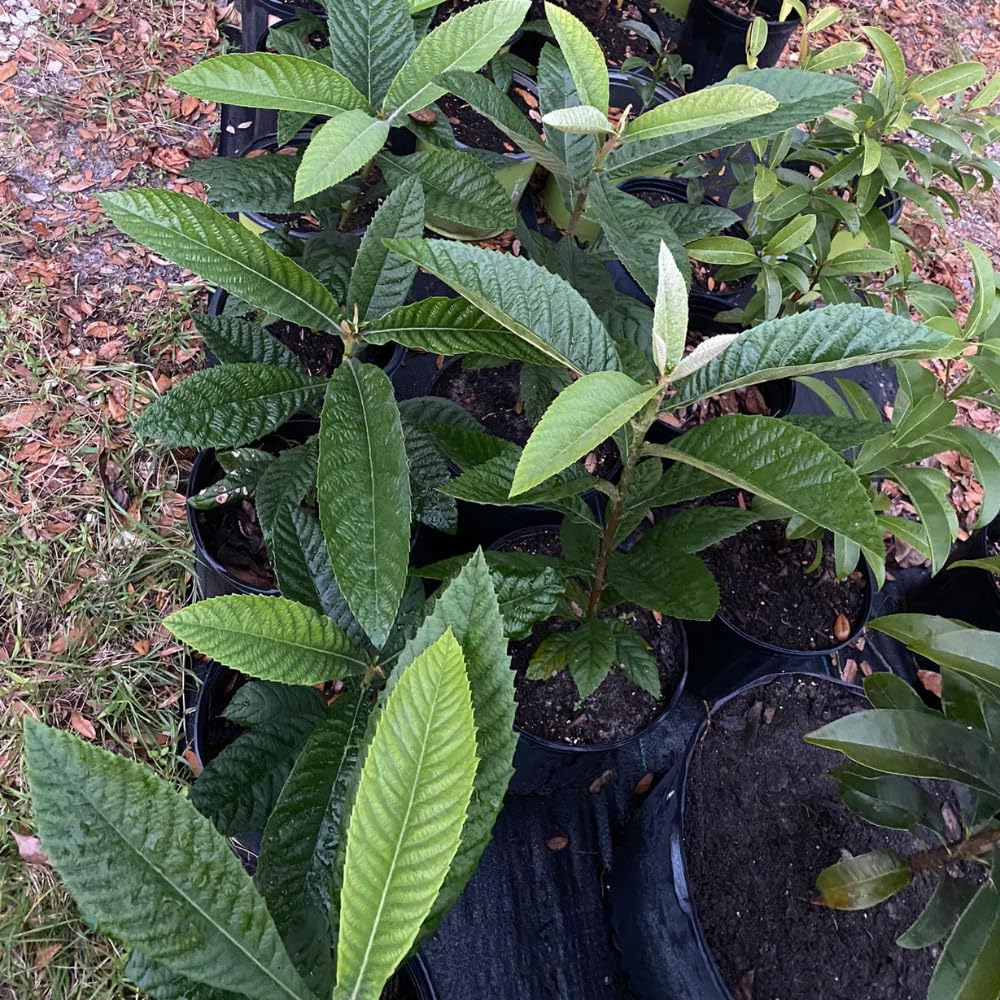 Loquat Tree Live Plant in 4" Pot, 5-9 Inch Tall Fruit Tree Seedling, Hardy Loquat Plant for Outdoor Growing
