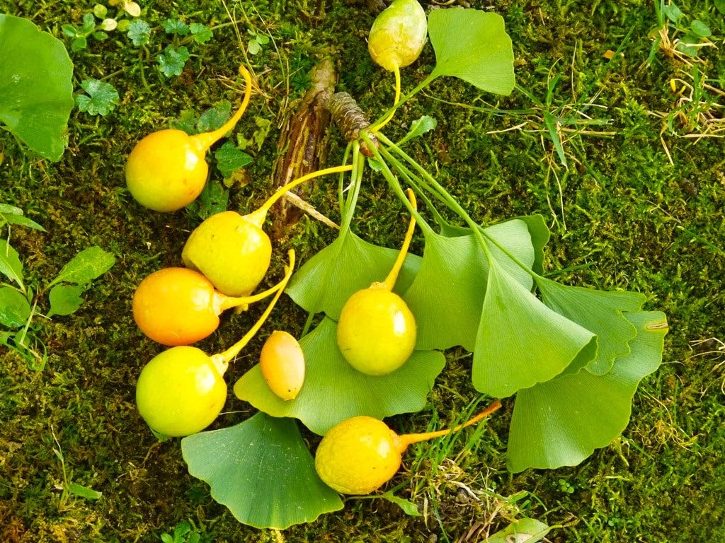 TomorrowSeeds - Ginkgo Biloba Tree Seeds - 5+ Count - for 2026 Planting Maidenhair Tree Fossil Silver Apricot Ginkyo Nut Fruit Drupe Cashew Perennial Trees Perennial Grow Your Own Home Farm Patio