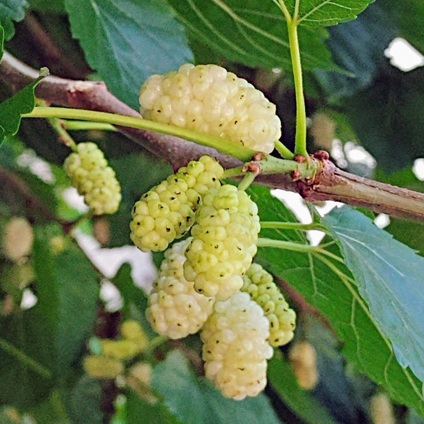 2 White Mulberry Plants - 12-18" Tall Live Plants - Sweet Mulberry Fruit Trees for Planting - Edible Berries Seedlings - Murus Alba - (2 Pack)
