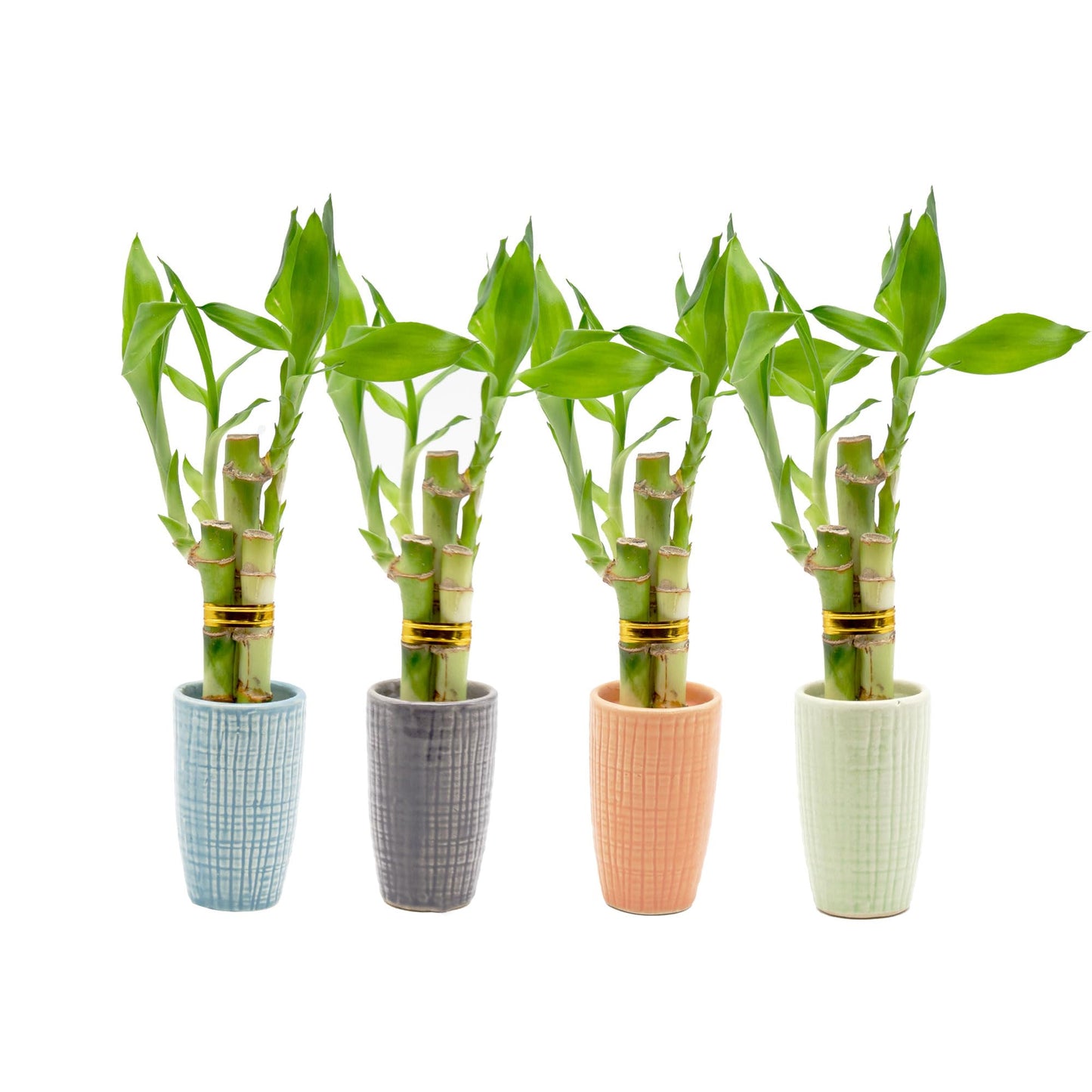 3 Stalk Live Lucky Bamboo Arrangement in Mini Color Ceramic Vase - Colorful Poterry, Indoor House Plants, Feng Shui, Lucky Plant, Houseplant (Plum)