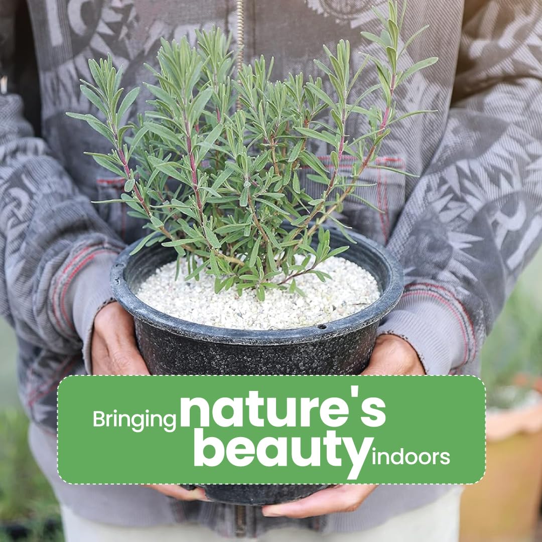 American Plant Exchange English Lavender – 6-Inch with Pot – Live Fragrant Flowering Herb Plant, Edible Aromatic Greenery for Home, Garden, Patio, or Balcony Decor