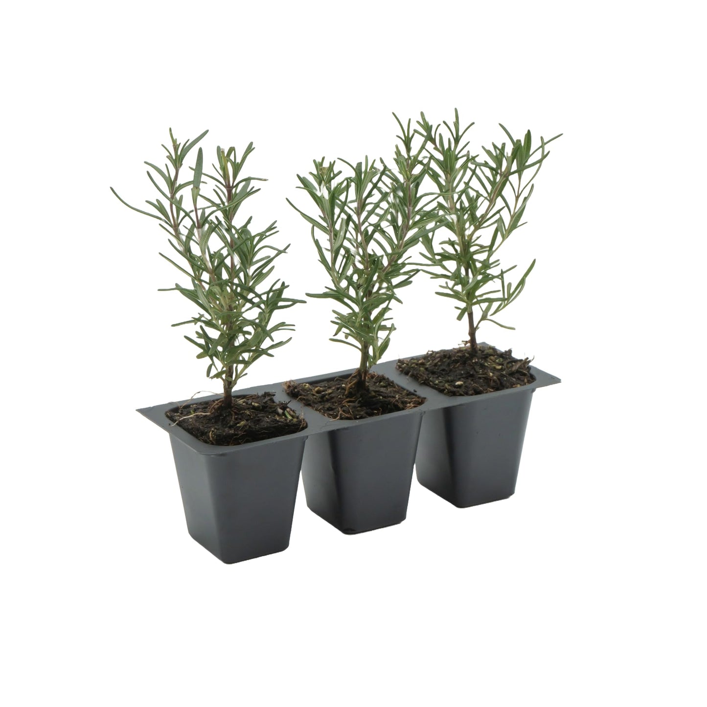 3 Tuscan Blue Rosemary, Live Plants – Rosmarinus Officinalis – Hardy & Fragrant Herb in 2.5” Nursery Pots – Grows Up to 5 Ft, Easy to Maintain, Great for Cooking, Landscaping & Aromatherapy