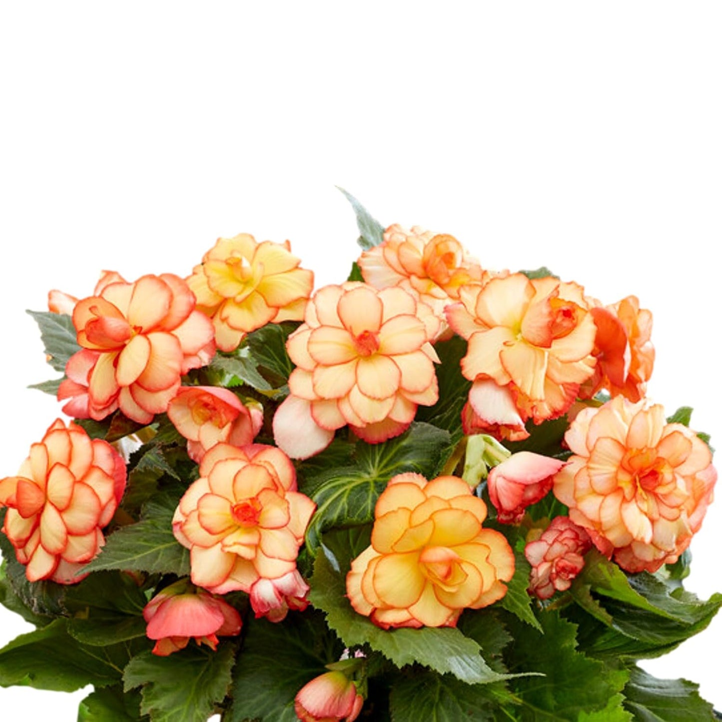 Easy to Grow Begonia Picotee Sunburst 3 Bulbs - Yellow & Red Trim Flowers Bloom in Summer Shade Tropical Spring Planted