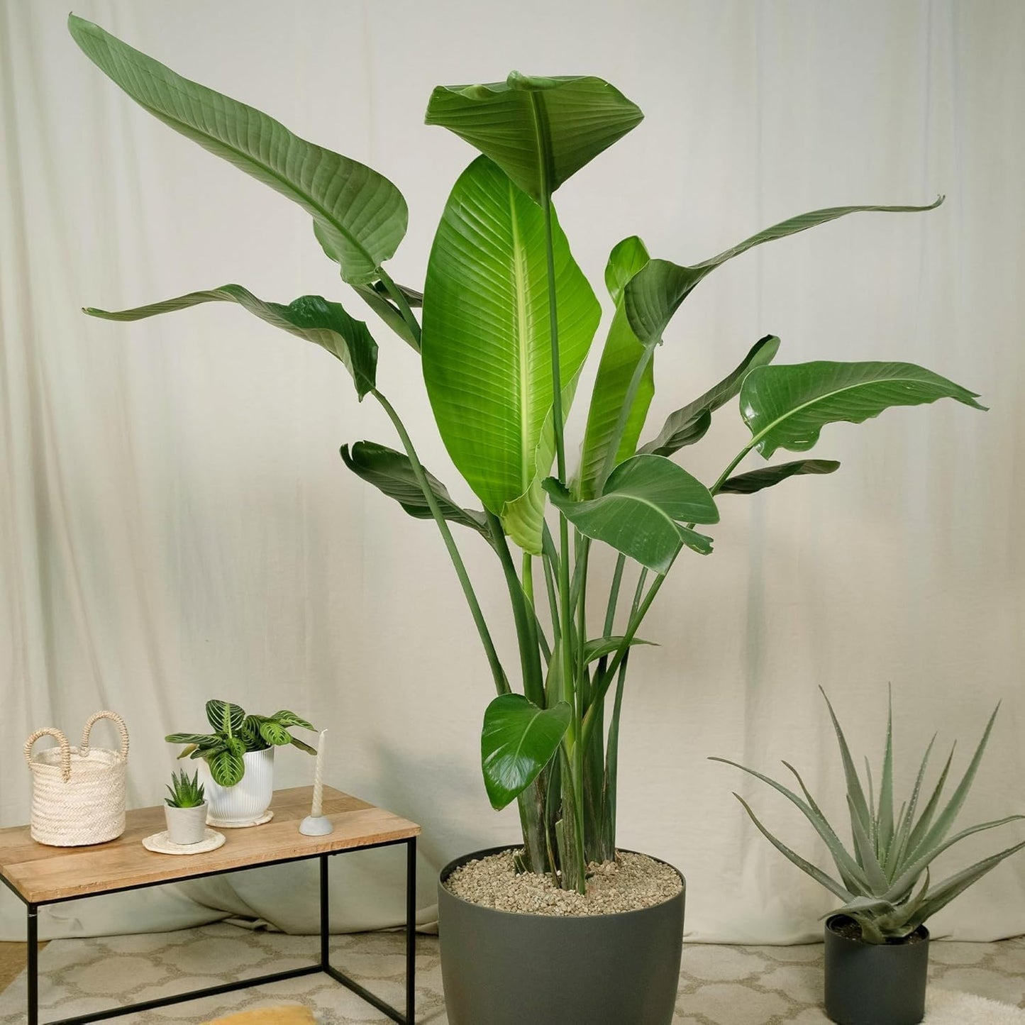 Live Orange & White Birds of Paradise Plant Variety - 'Birds of Paradise' Strelitzia nicolai - ragnaroc Tropical Plant 6-10” Tall - 2ct - Live Arrival Guaranteed - House Plants for Home Decor & Gift